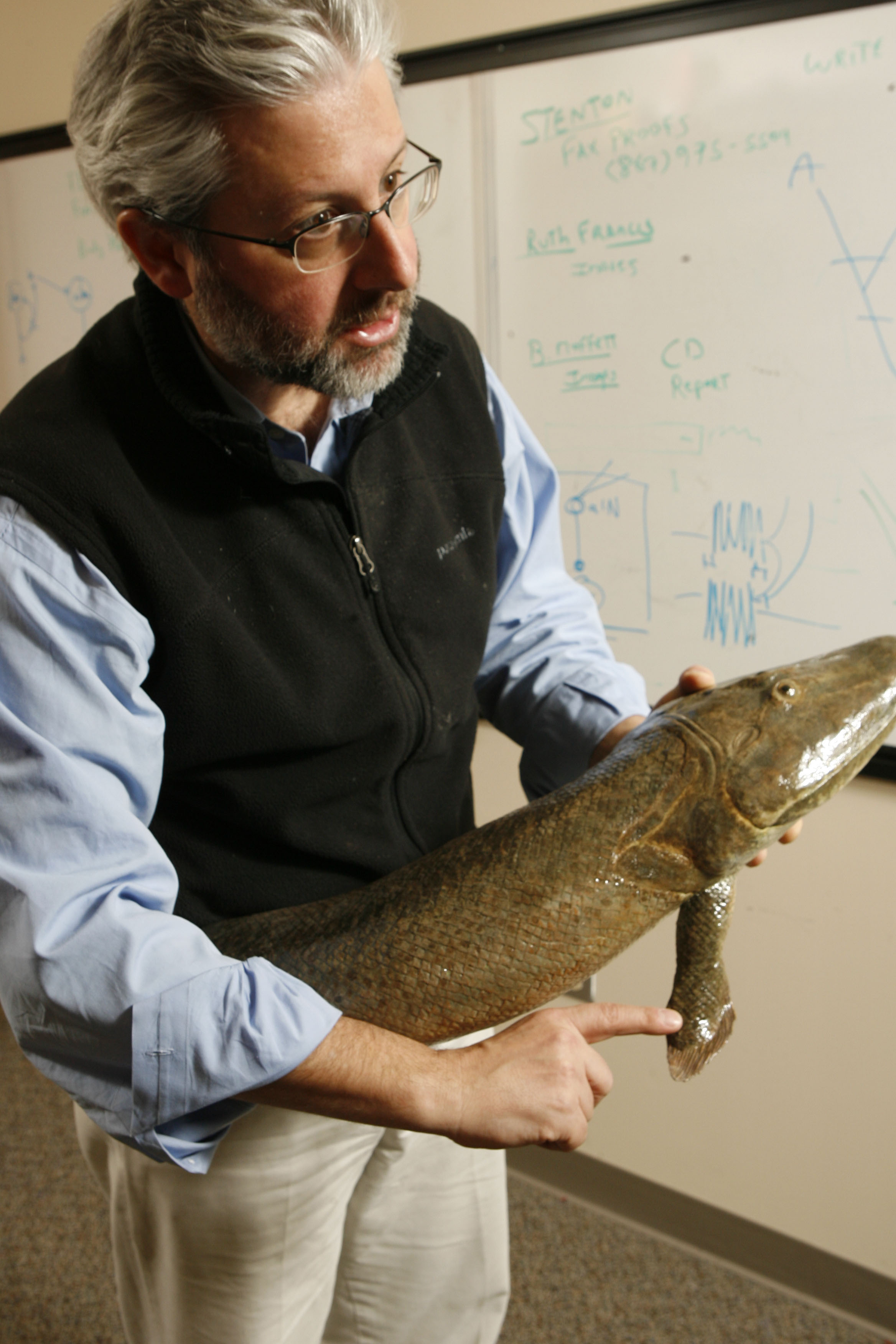 Part of the family: Shubin and a model of the Tiktaalik—ancestor to us all