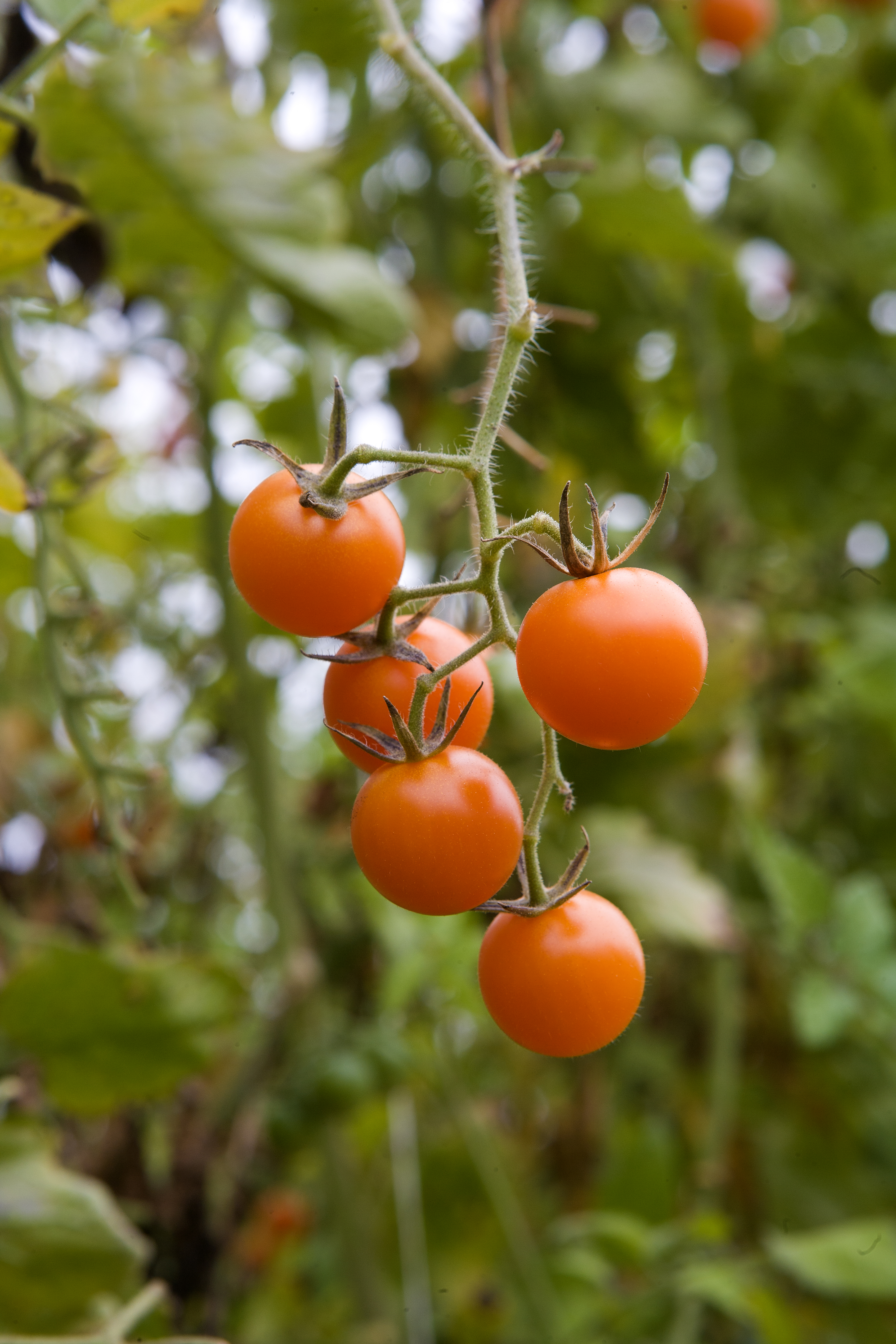 Chatterbox: tomato plants have a lot more to say than you'd think (John Burke; Getty Images)