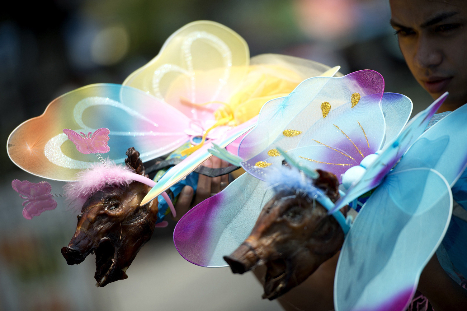 A worker holds two roasted pigs dressed as fairies which will be paraded through the La Loma district of Manila on May 18, 2014, as part of an annual festival.