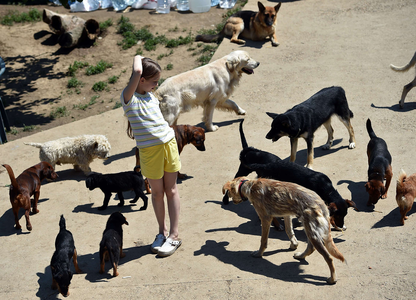 A child plays with rescued dogs in an animal shelter in the village of Drazevac near the flooded Serbian town of Obrenovac, on May 21, 2014.
