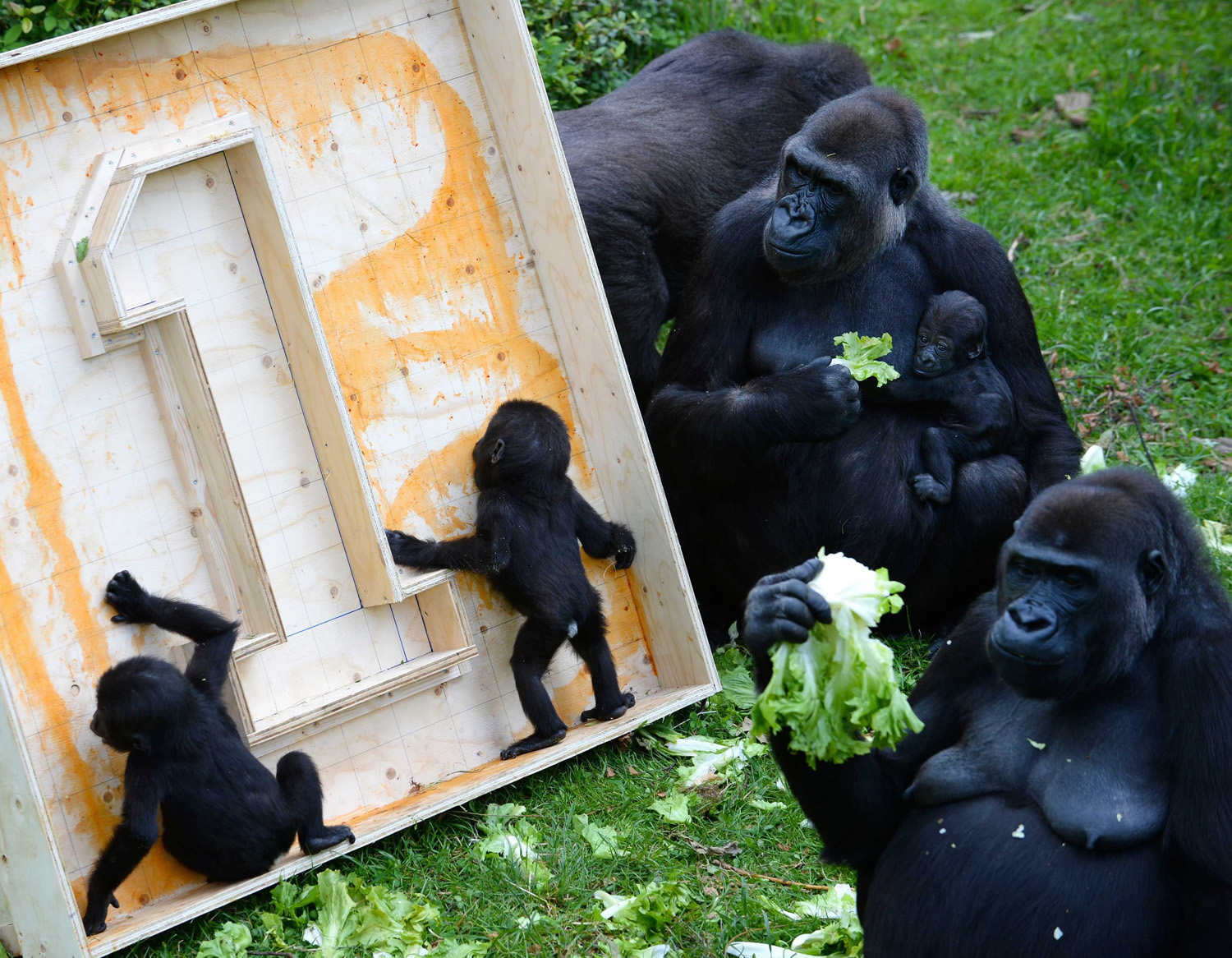Gorilla twins celebrate first birthday in Arnhem