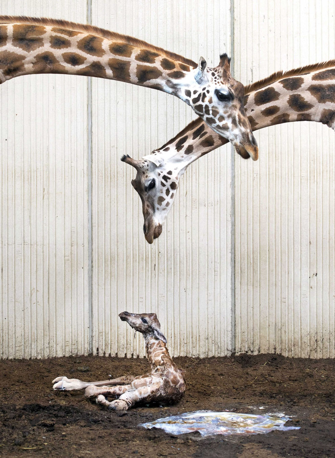 Giraffe birth at zoo in Kerkrade