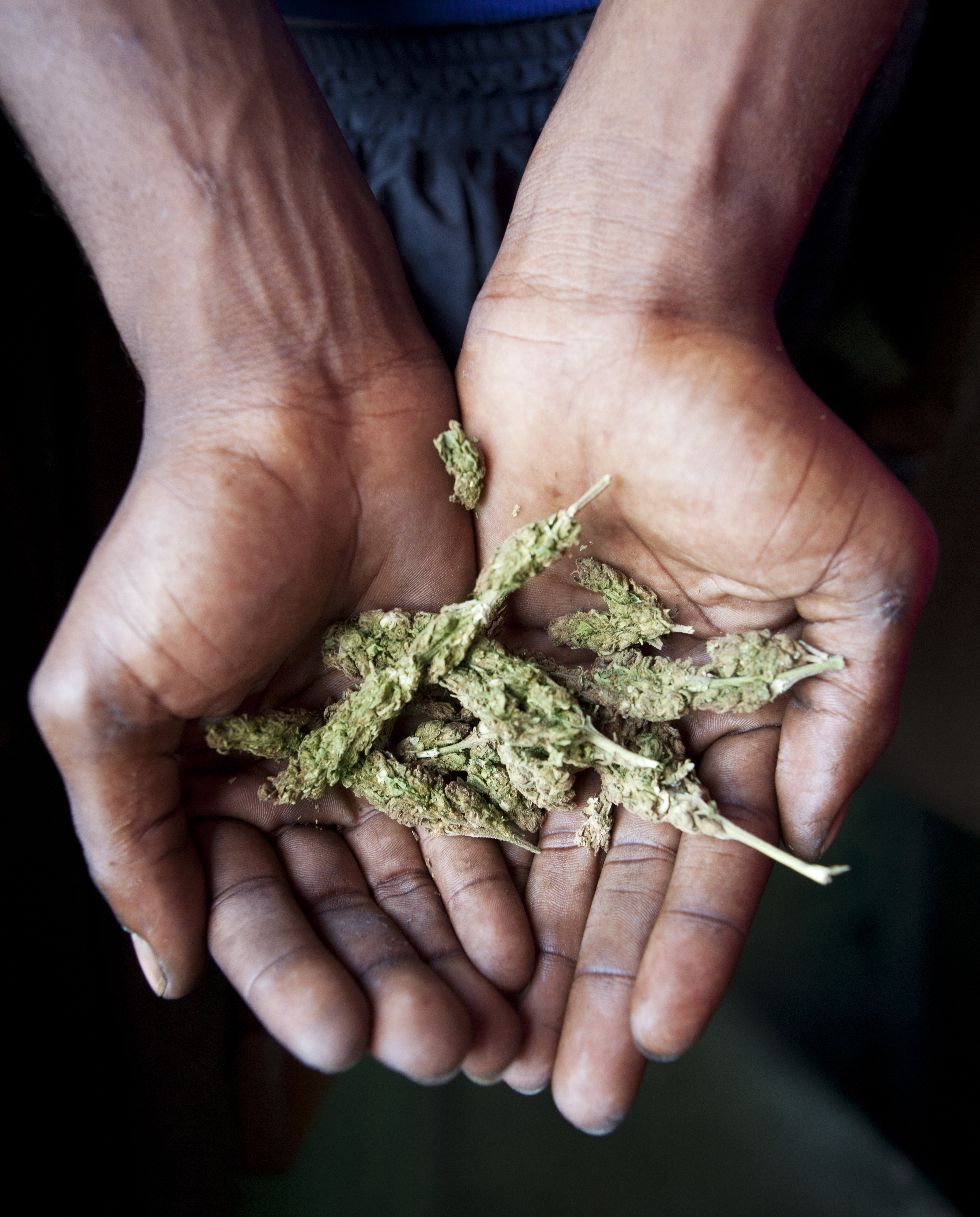 Jamaica марихуана аллергия на цветение конопли