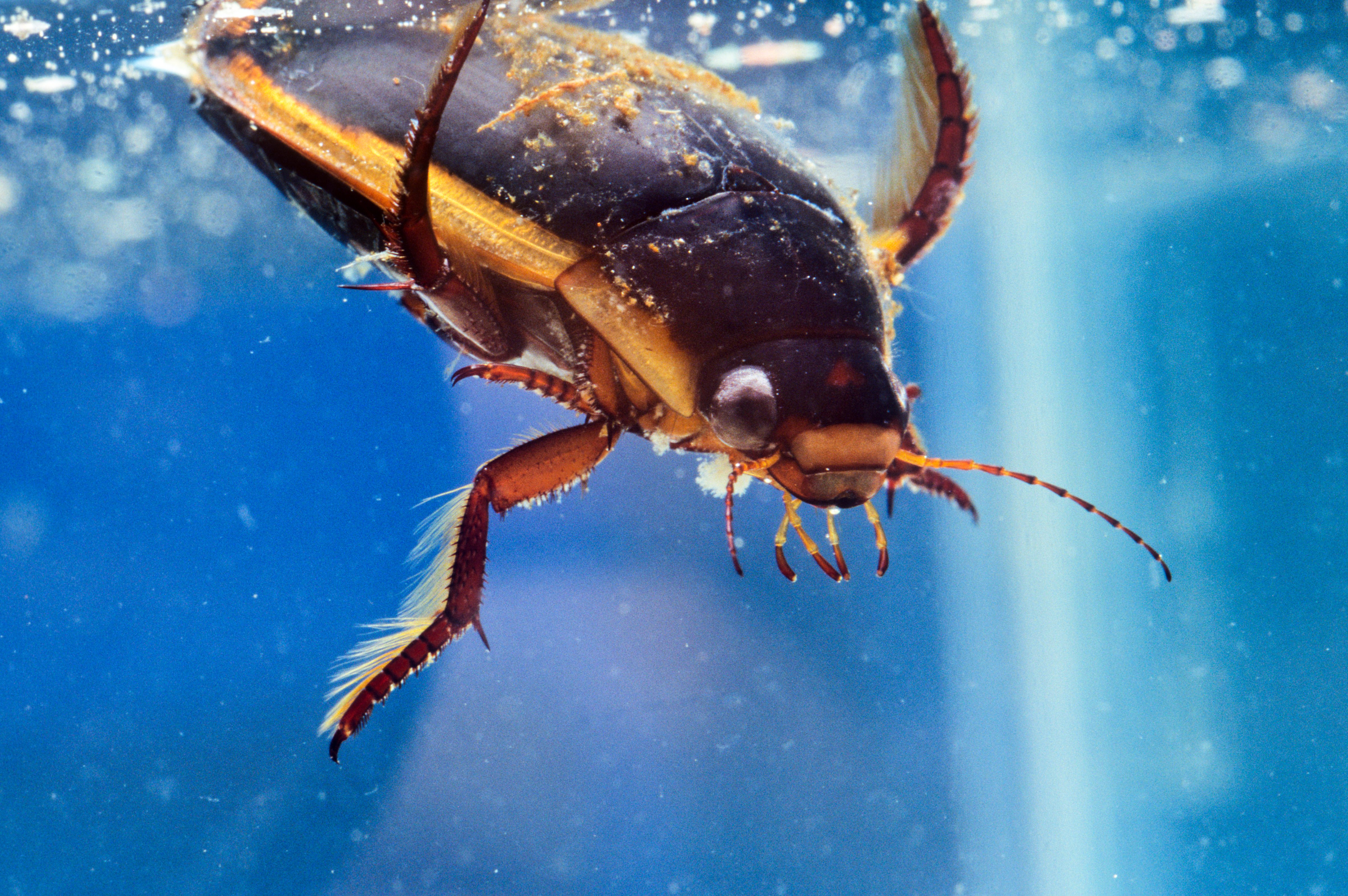 A large Diving Beetle plunges into the water. (Barrett &amp; MacKay&mdash;Getty Images/All Canada Photos)