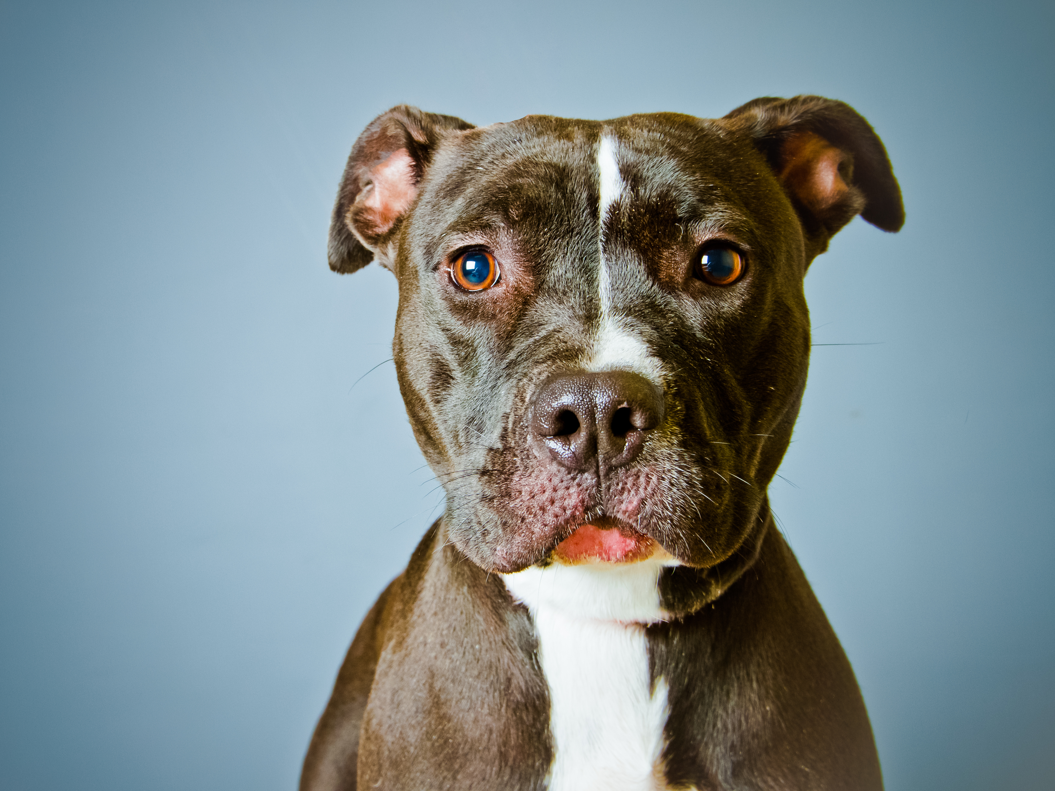 Pit Bull (Square Dog Photography—Getty Images/Flickr Select)