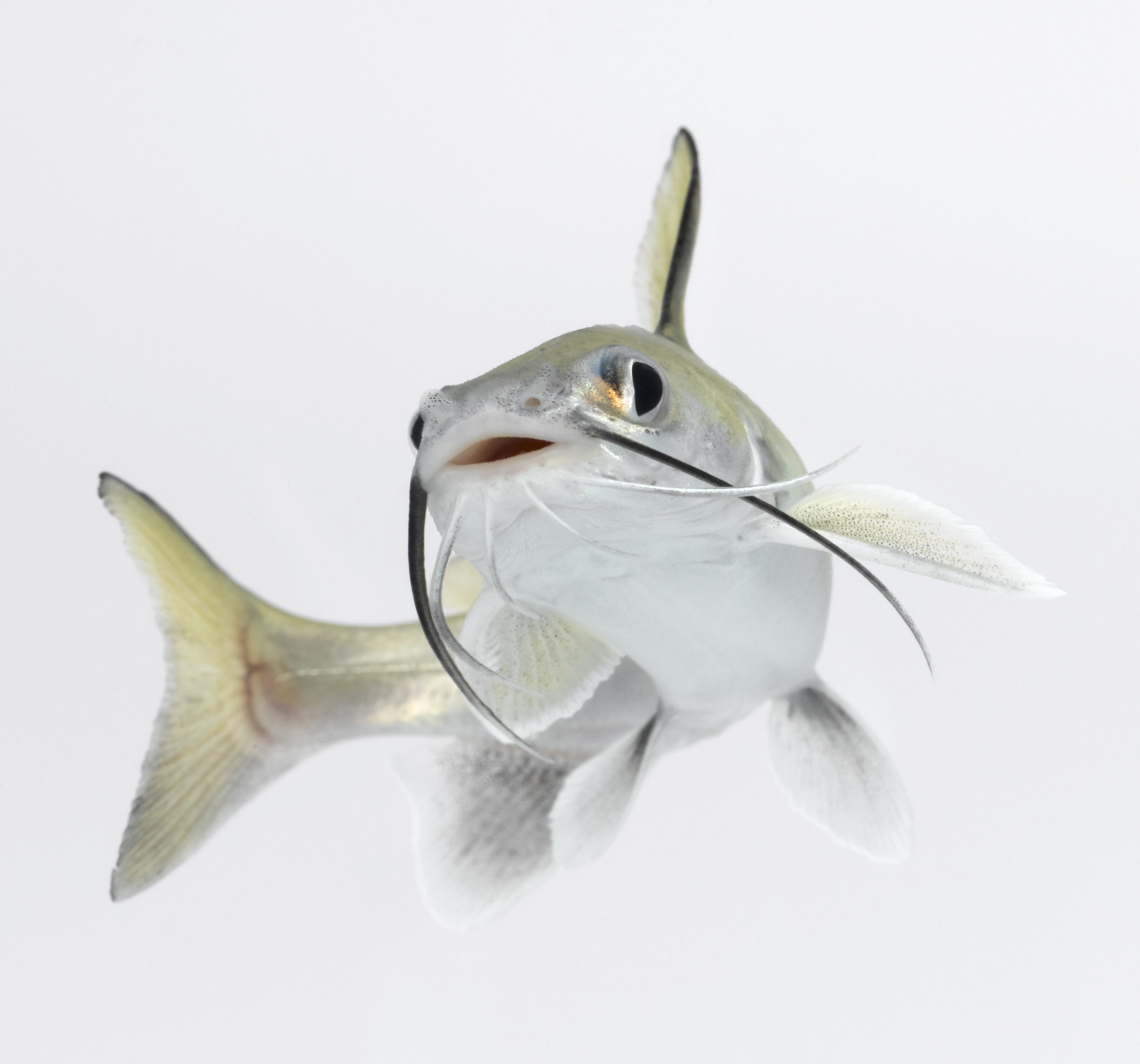 Tete sea catfish (Getty Images)