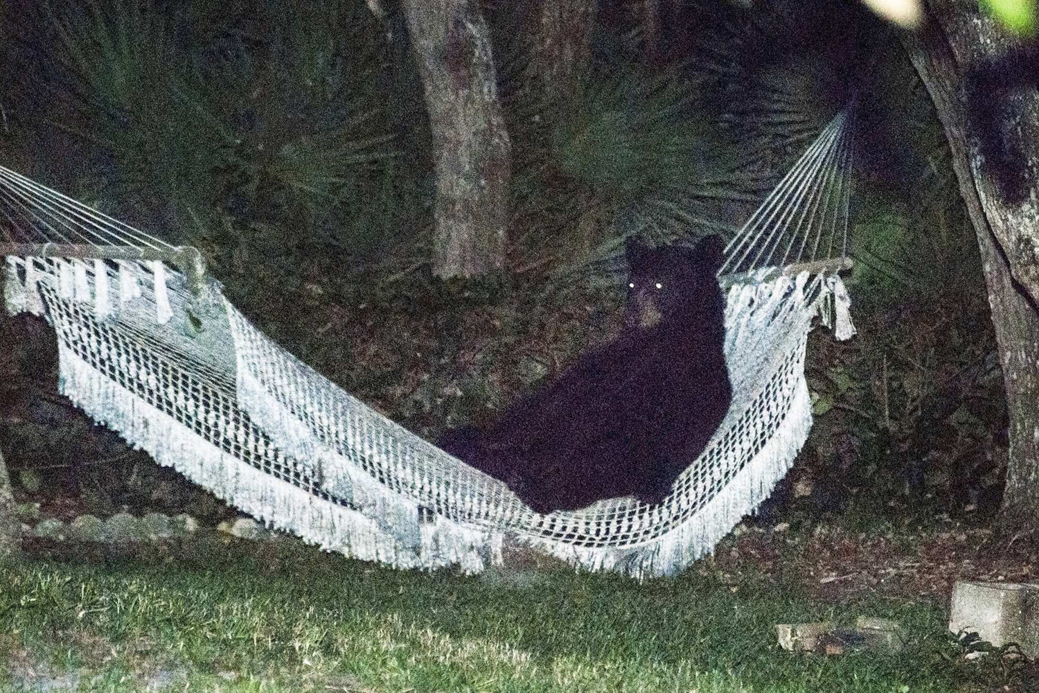 May 30, 2014. A black bear lies on a hammock at a residential back yard in Daytona Beach, Florida.