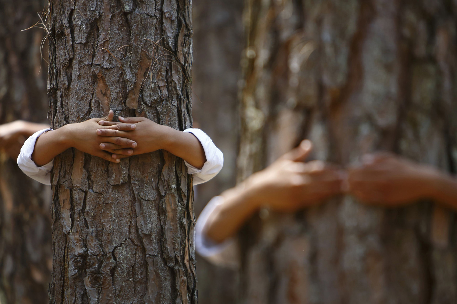 Hands hugging trees are pictured as participants take part in an attempt to break the Guinness World Record for the most number of people hugging trees for two minutes in Kathmandu on June 5, 2014.