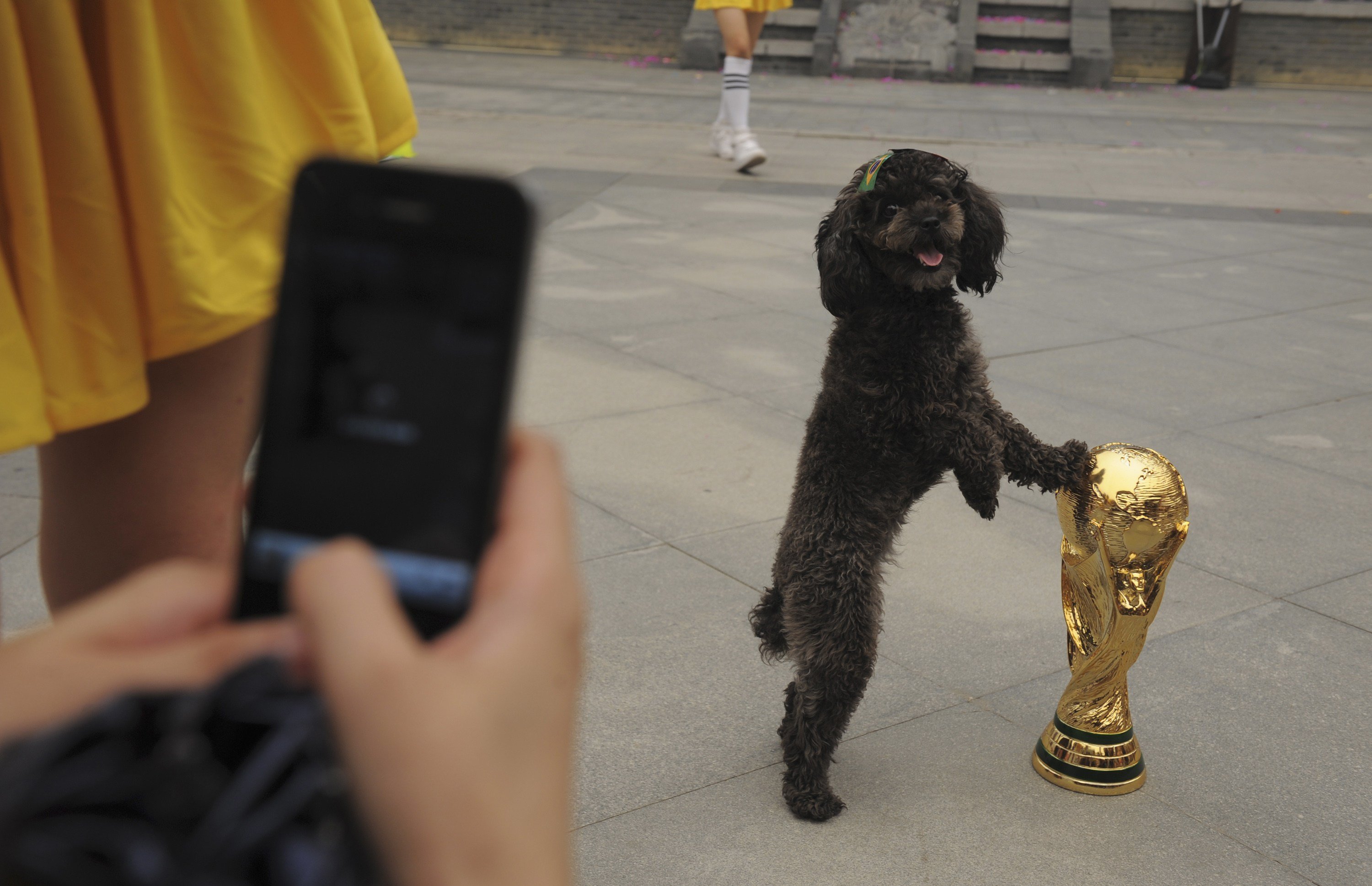A dog with a Brazilian flag sticker on its head, touches a replica of the World Cup trophy as a visitor takes pictures during an event to celebrate the upcoming 2014 World Cup in Brazil, in Wuhan, China on June 12, 2014.