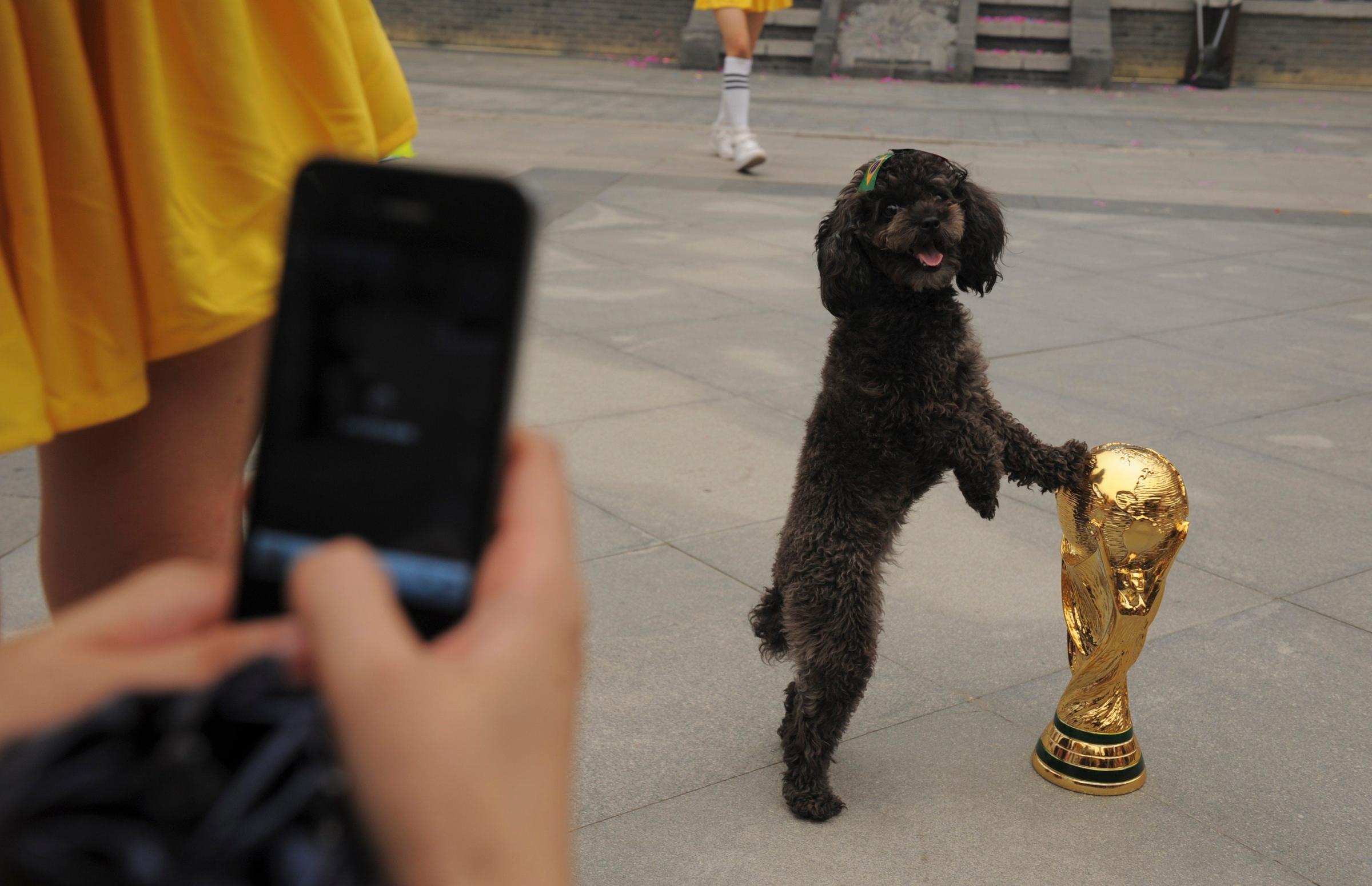 A dog with a Brazilian flag sticker on its head, touches a replica of the World Cup trophy as a visitor takes pictures during an event to celebrate the upcoming 2014 World Cup in Brazil, in Wuhan