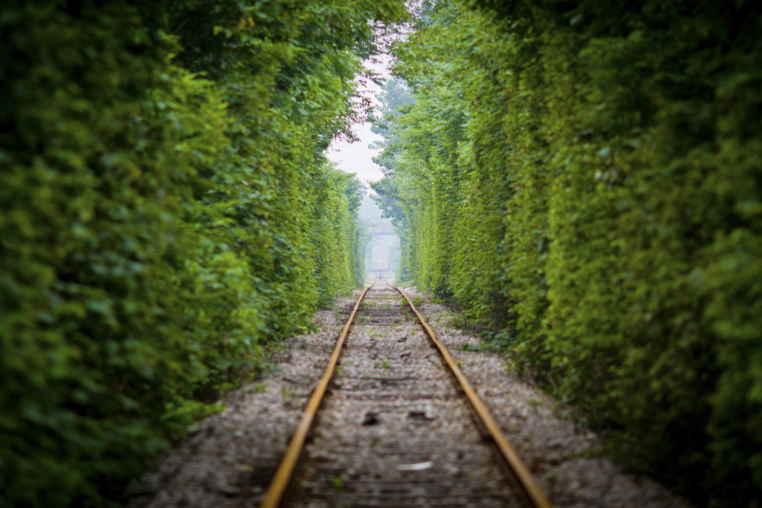 A resident walks along a railway track surrounded by trees on both sides, in Nanjing
