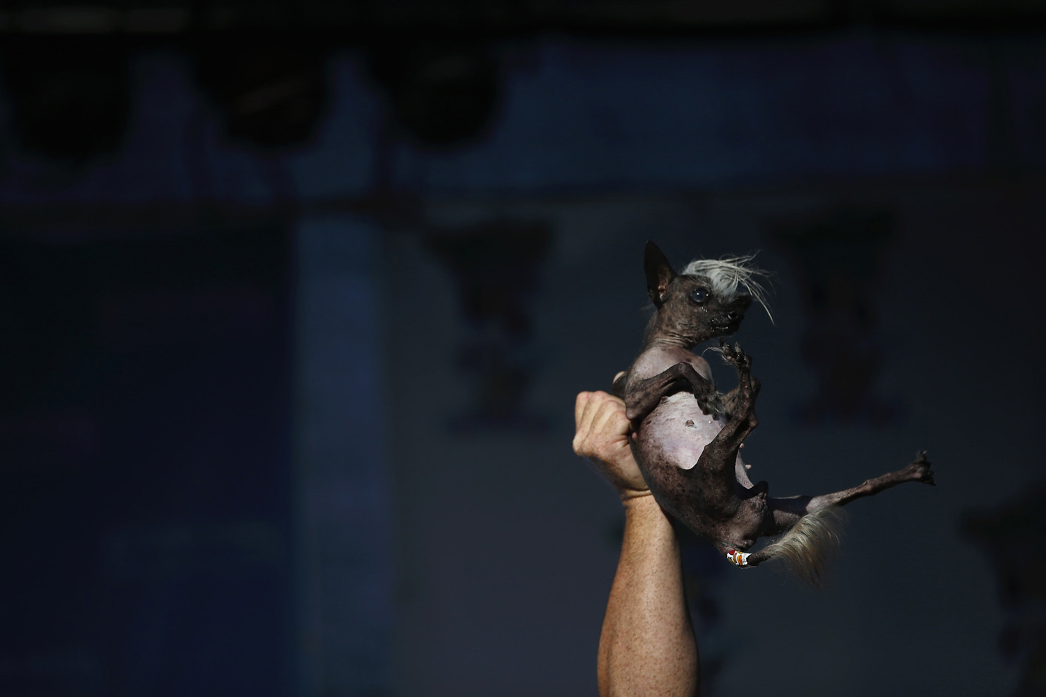 SweePee Rambo, a two-year-old Chihuahua Chinese Crested mix, is raised in the air during the 2014 World's Ugliest Dog contest in Petaluma, California on June 20, 2014.