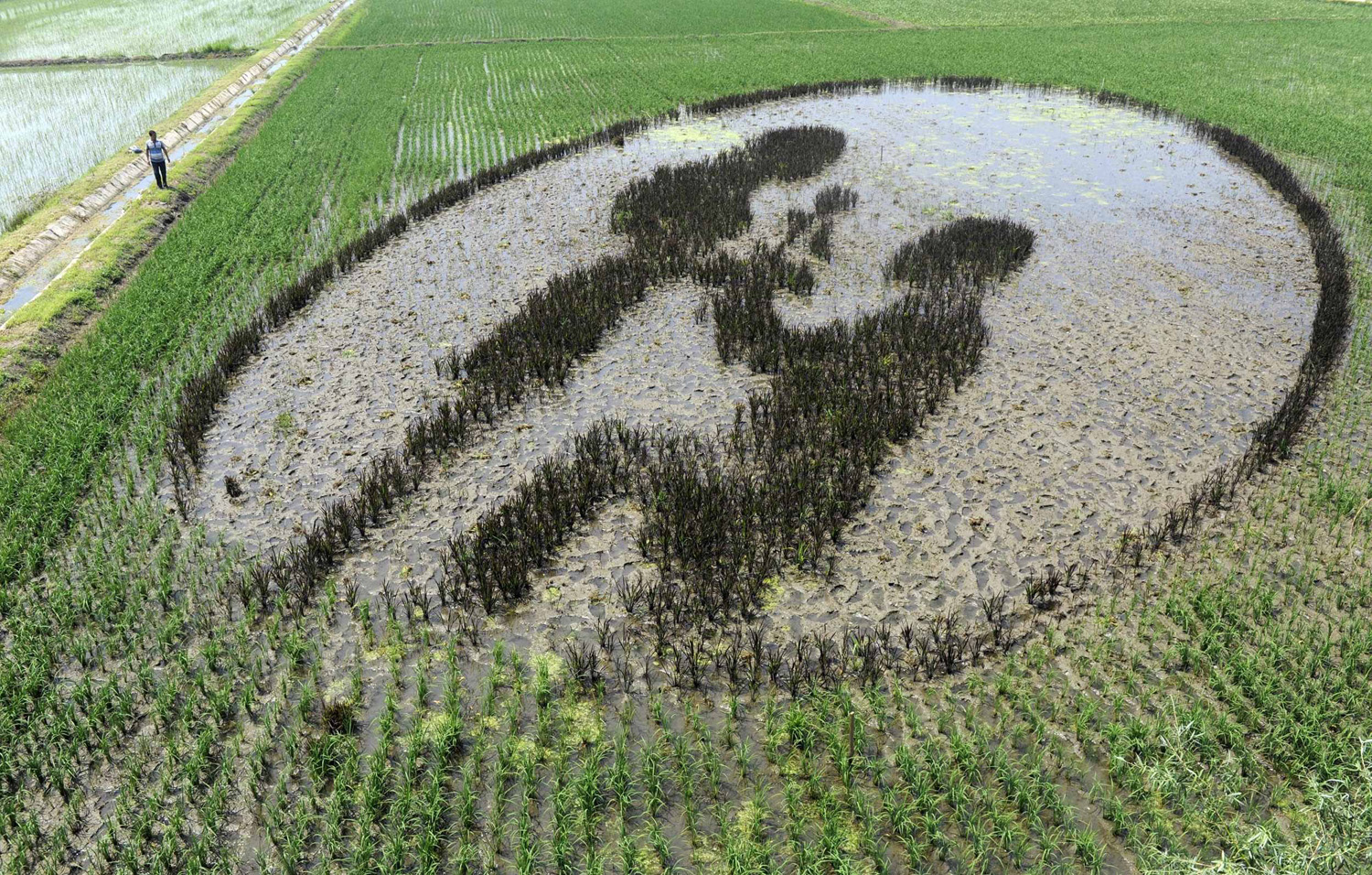 A man walks by a mural made of rice plants at a paddy field in Shenyang, Liaoning province