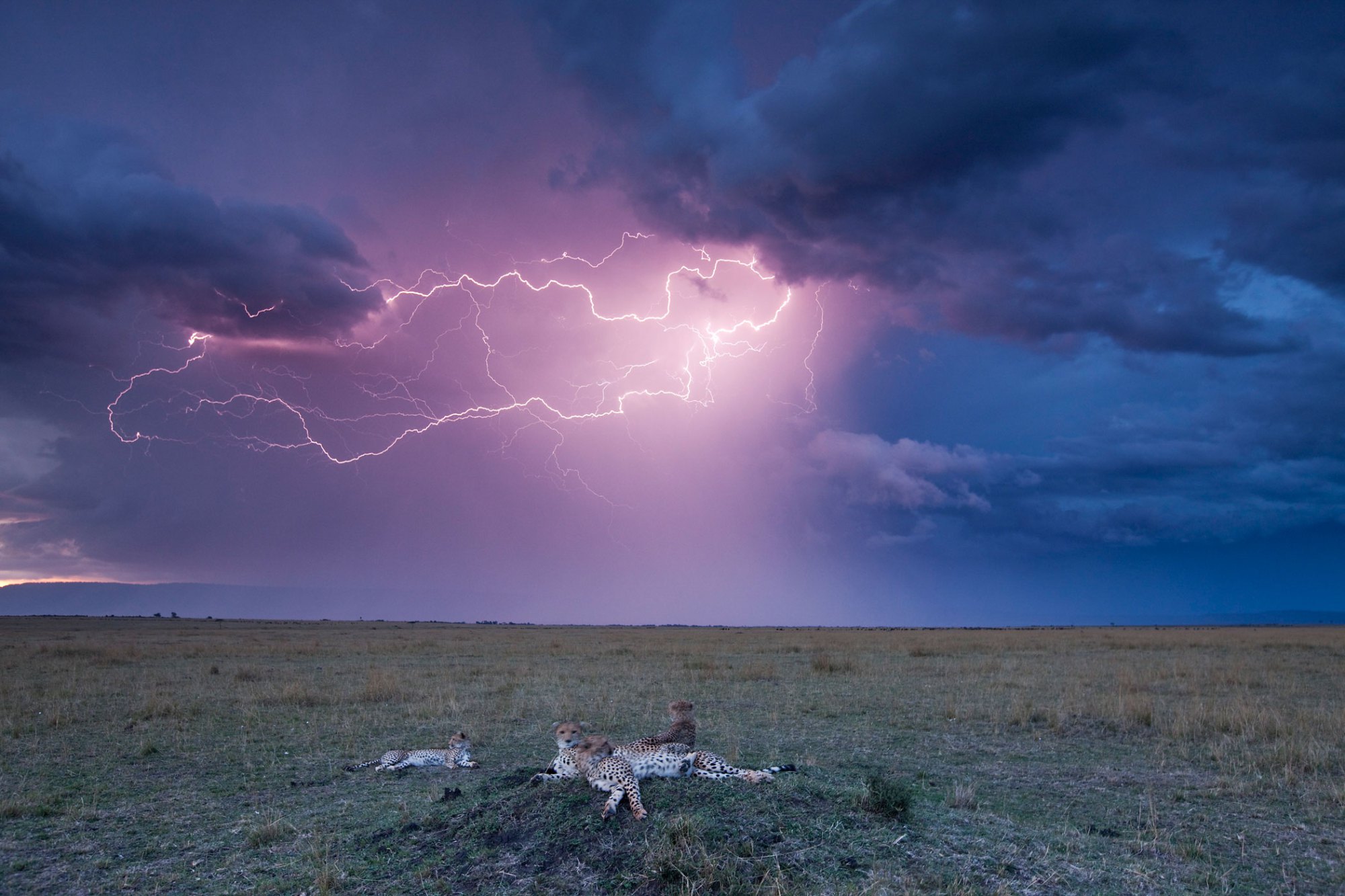 Lightning above Cheetah with adolescent cubs on termite mound