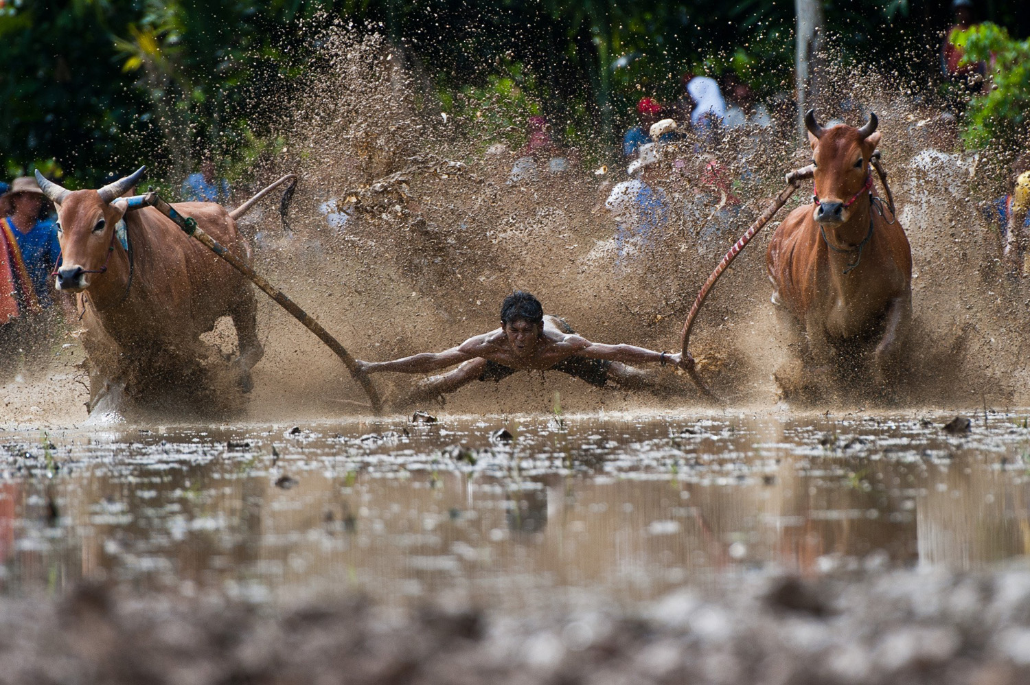 A man partakes in a traditional game, Pacu Jawi, in a field in Rambatan, Indonesia on June 14, 2014.
