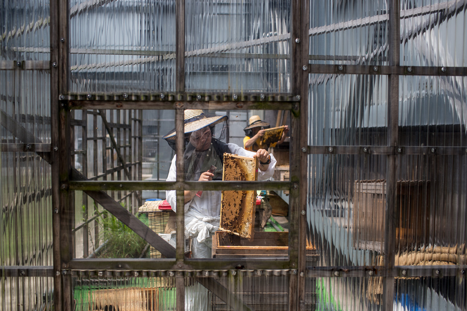 Rooftop Beekeepers Produce Honey In Center of Tokyo