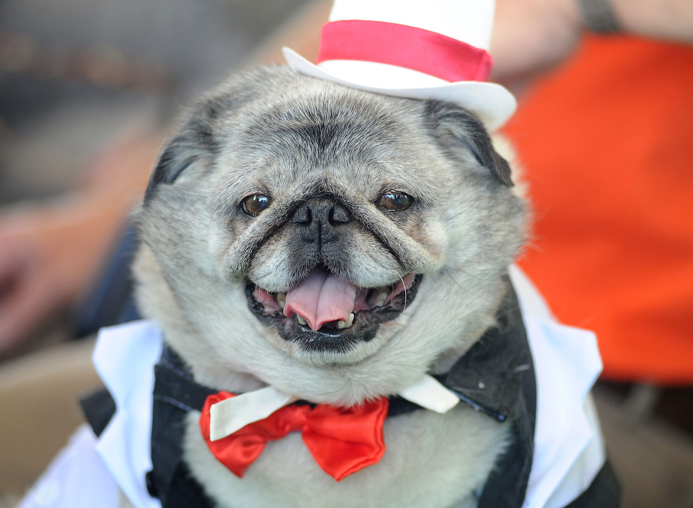 Grovie, a pug in a tuxedo, awaits the start of The World's Ugliest Dog Competition.