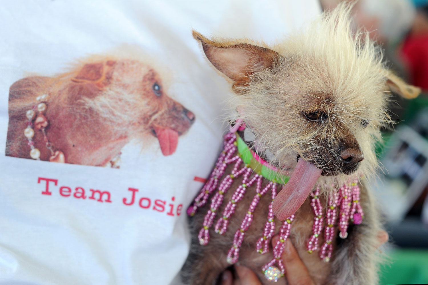 Josie, a Chinese Crested sticks out its tongue at The World's Ugliest Dog Competition.
