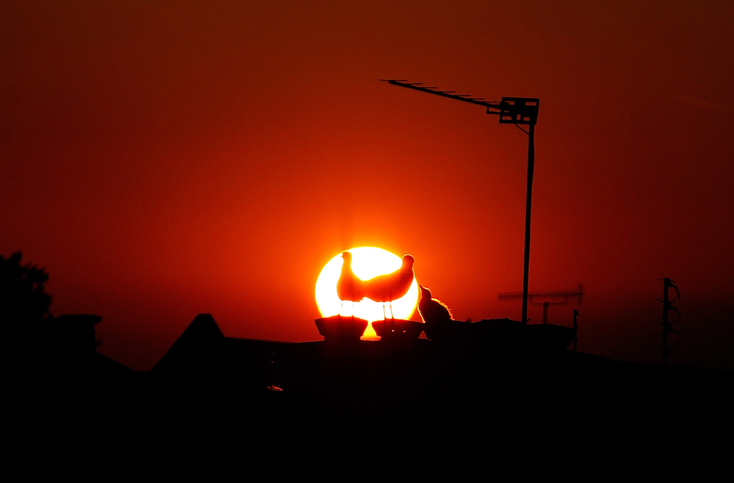 A family of seagulls are silhouetted on the rooftops of Peckham as the sun goes down (Mary Turner&mdash;Getty Images)