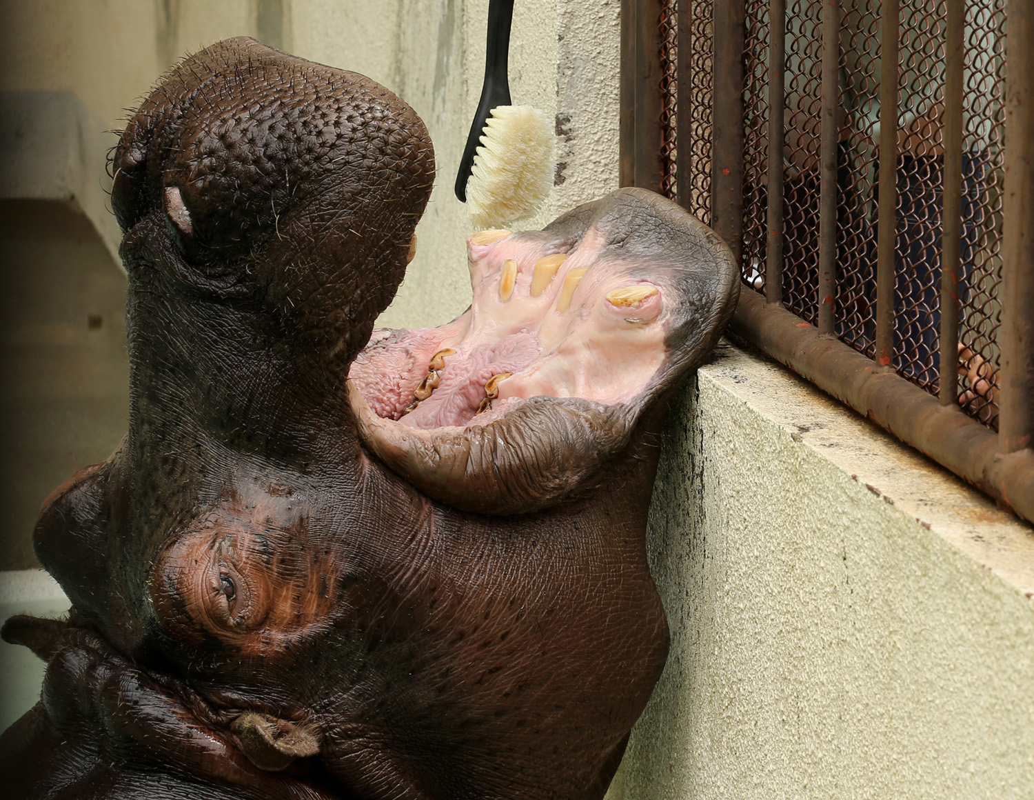 Zoo Workers Clean Hippopotamus' Teeth In Japan