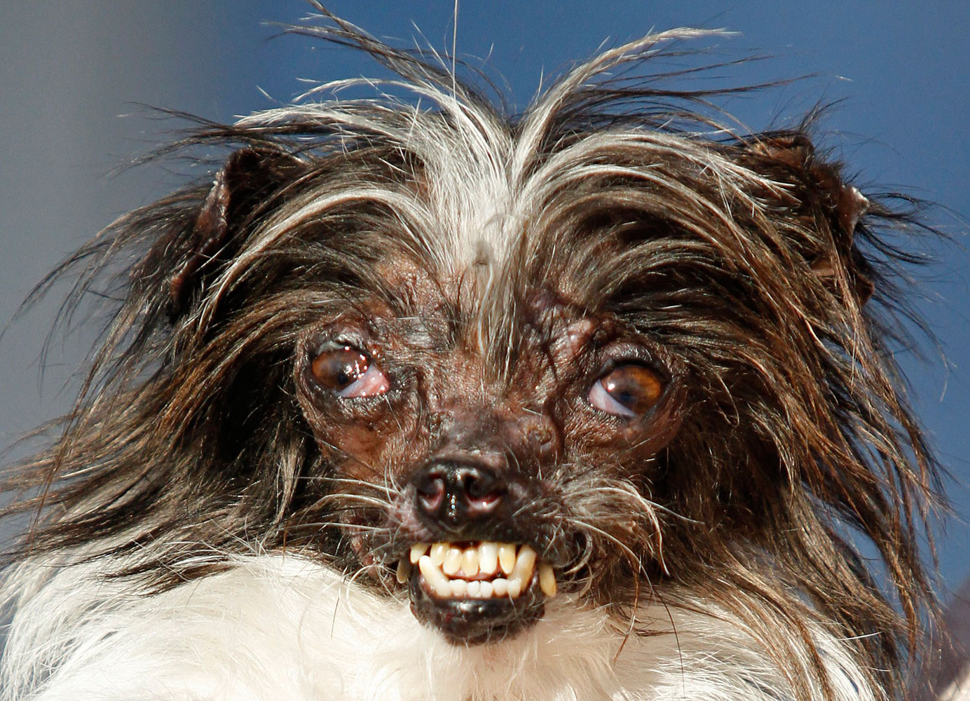 Peanut, a two-year-old mutt is held by Holly Chandler, his owner, after winning the World's Ugliest Dog Contest at the Sonoma-Marin Fair, June 20, 2014, in Petaluma, Calif.