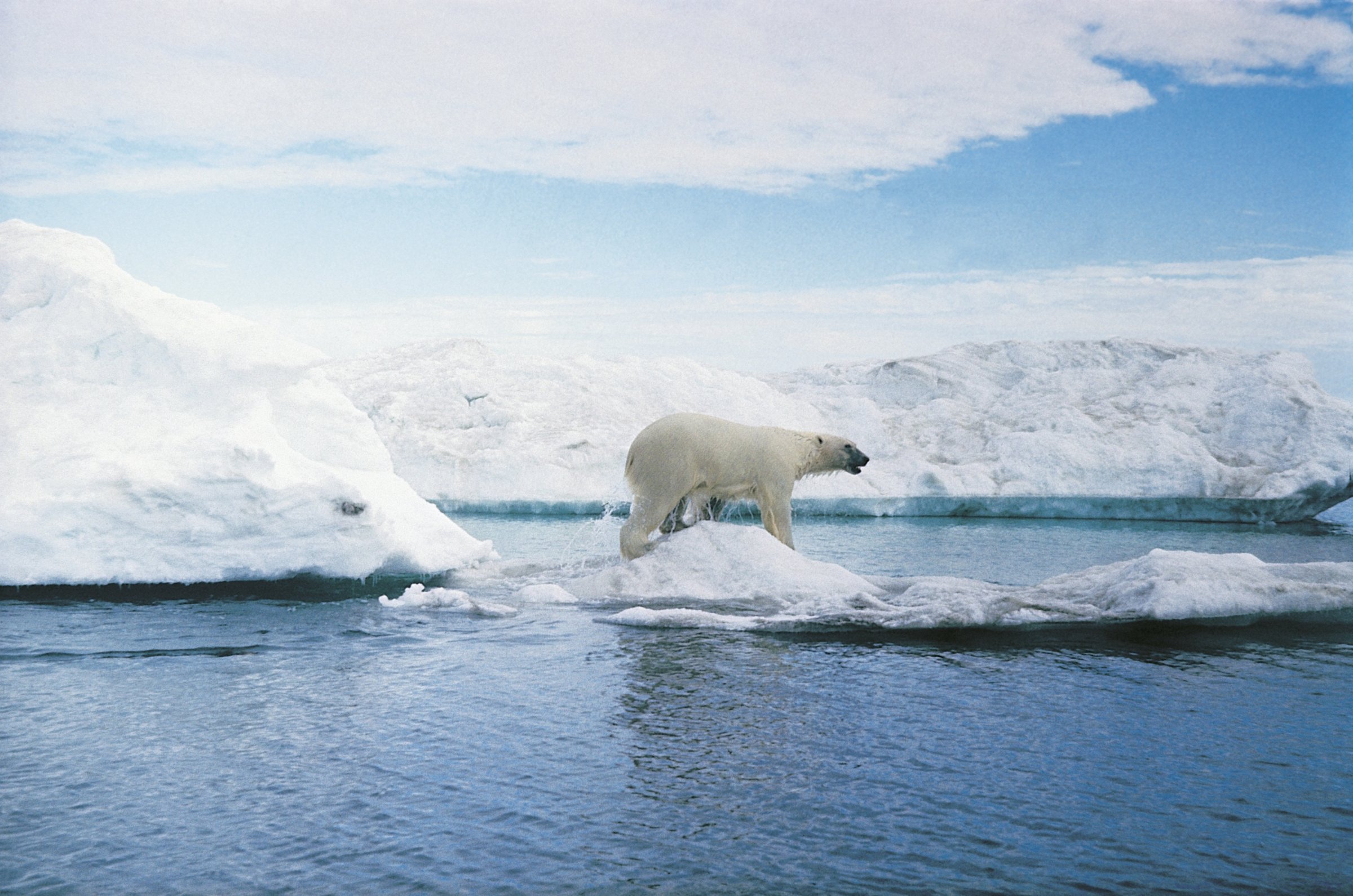 Polar bear (ursus maritimus) in arctic landscape