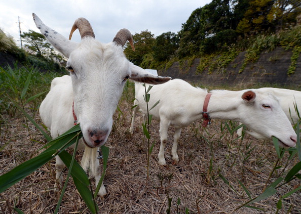 Two goats eat weeds at a Tokyo condominium complex, where owners opted for a quieter, more natural lawn mowing. (Toshifumi Kitamura &mdash;AFP/Getty Images)