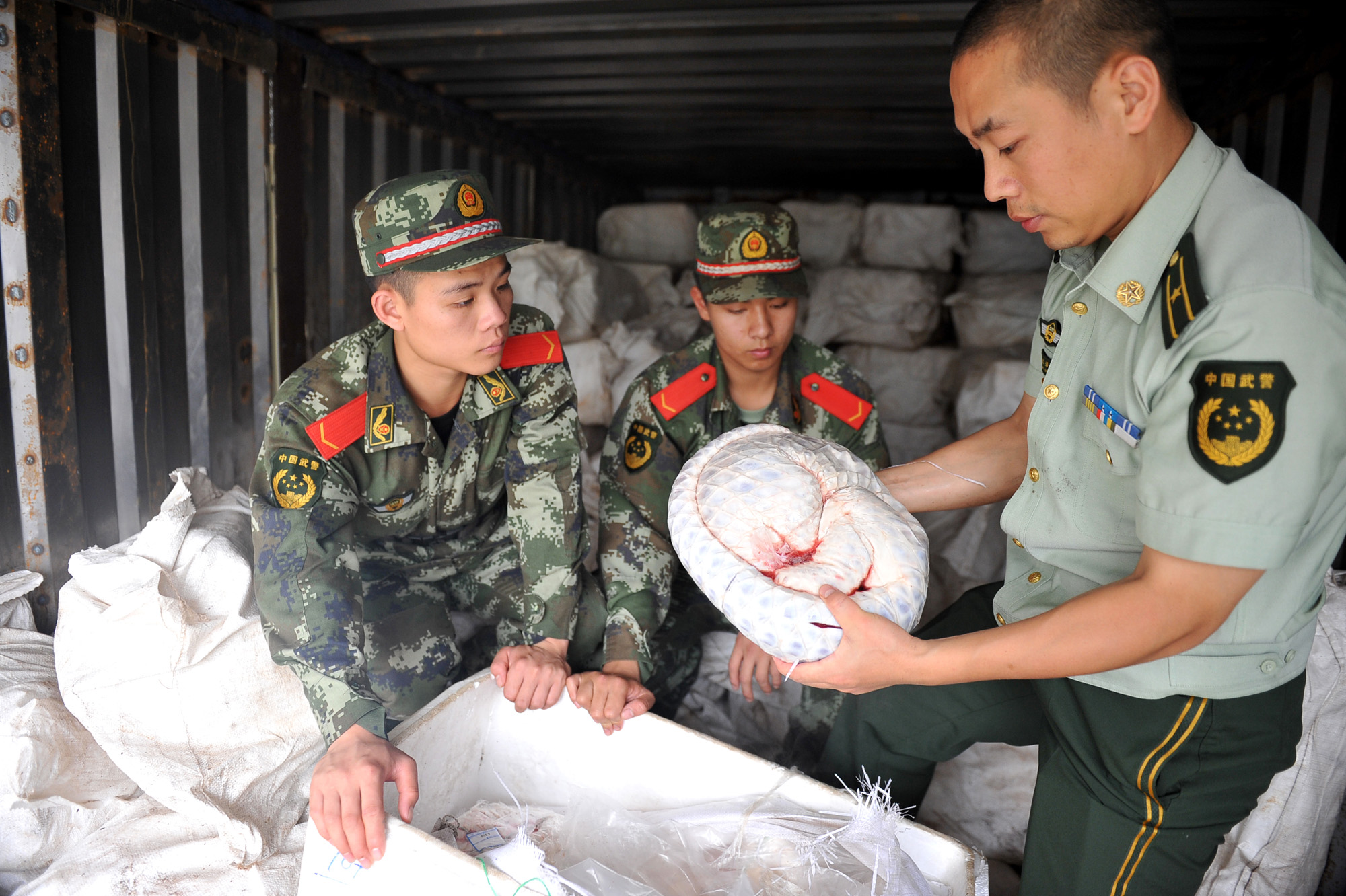 Chinese paramilitary policemen inspect pangolins seized for destruction at a plant in Zhuhai city, in southern China's Guangdong province, in May 2014 (Stringer—Imaginechina)
