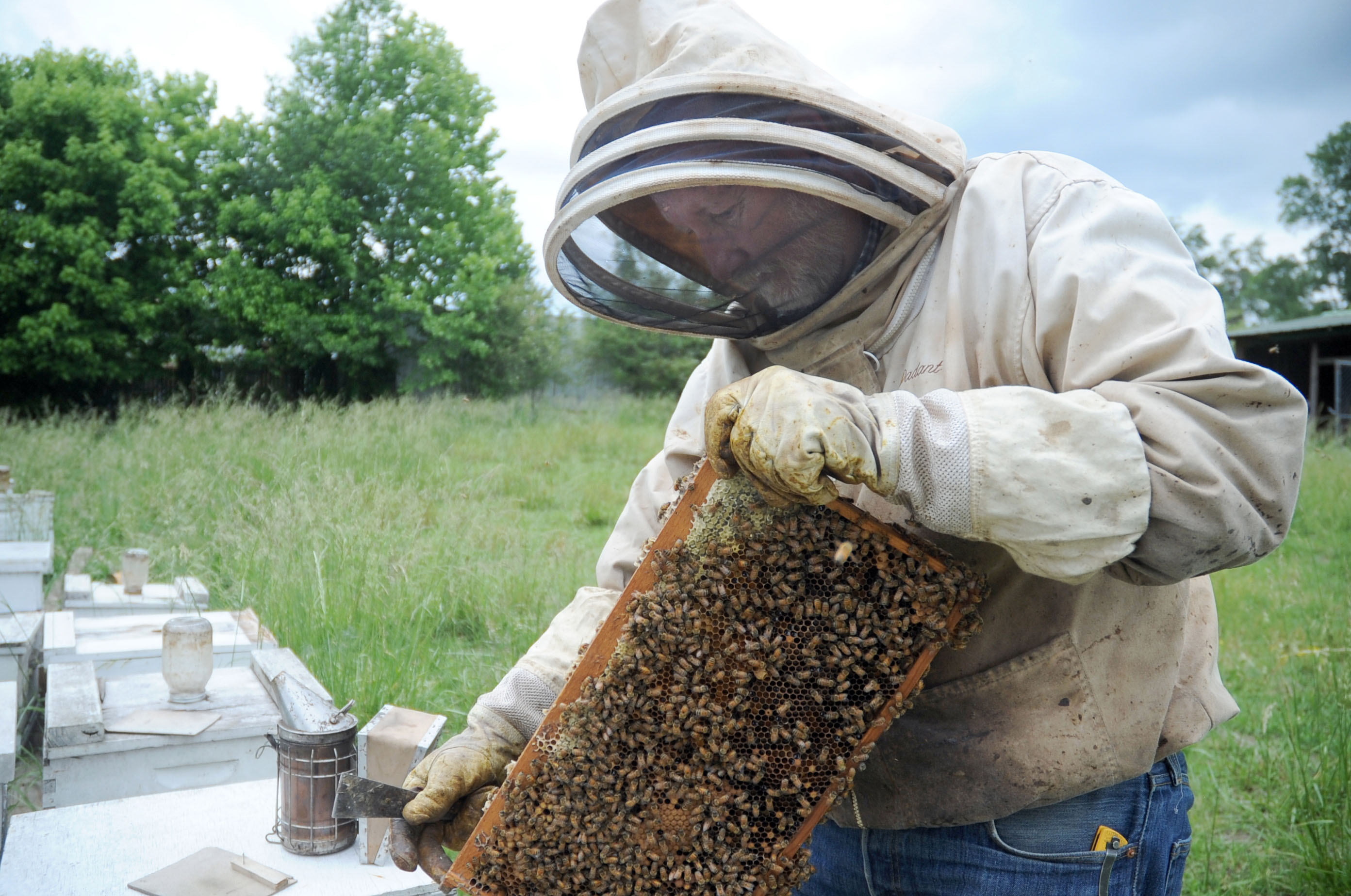 Beekeeper Alan Clingenpeel shows the inside of a bee hive in his apiary at his home on May 23, 2014 in Pearcy, Ark. (Mara Kuhn—AP)