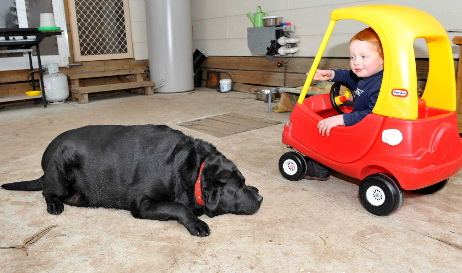 Sampson, the 187-pound labrador, at the Animal Aid vet in Yarra Glen, Victoria, June 21, 2011. (Mike Keating / Newspix / Getty Images)