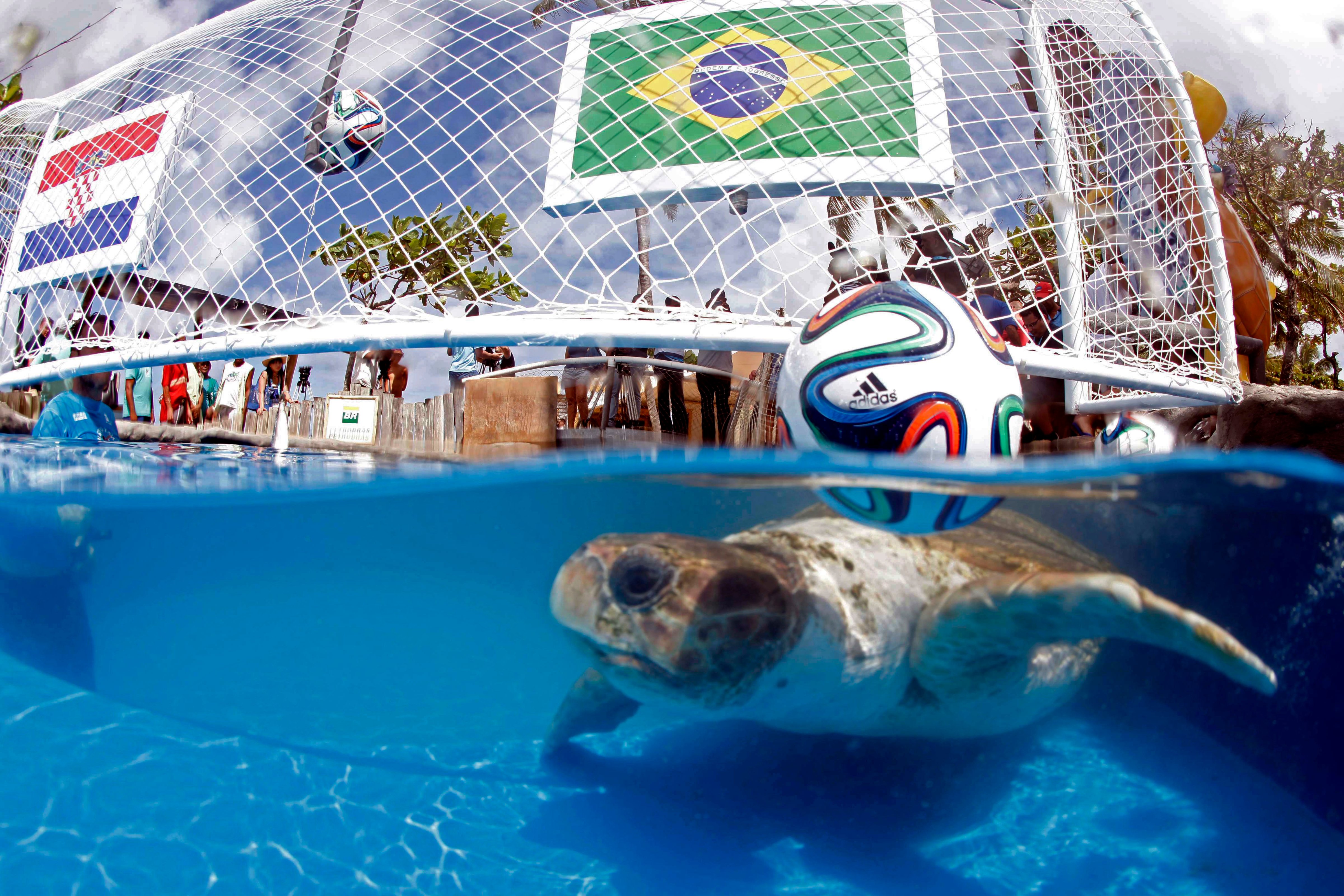 A turtle named Cabeção, or Big Head, swims in a pool in Praia do Forte, Brazil, Tuesday, June 10, 2014. (Lucio Tavora—AP)