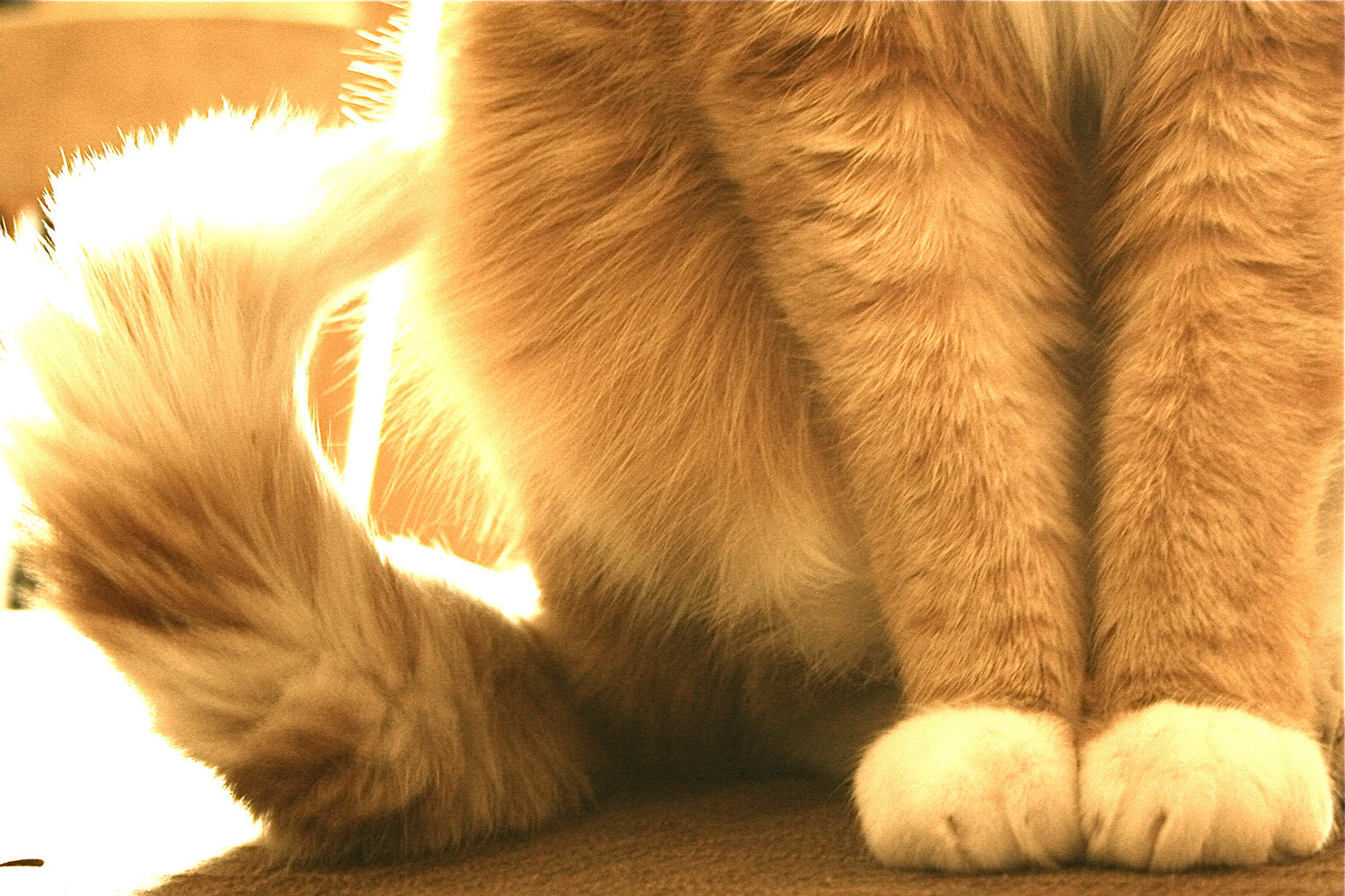 cat-paws