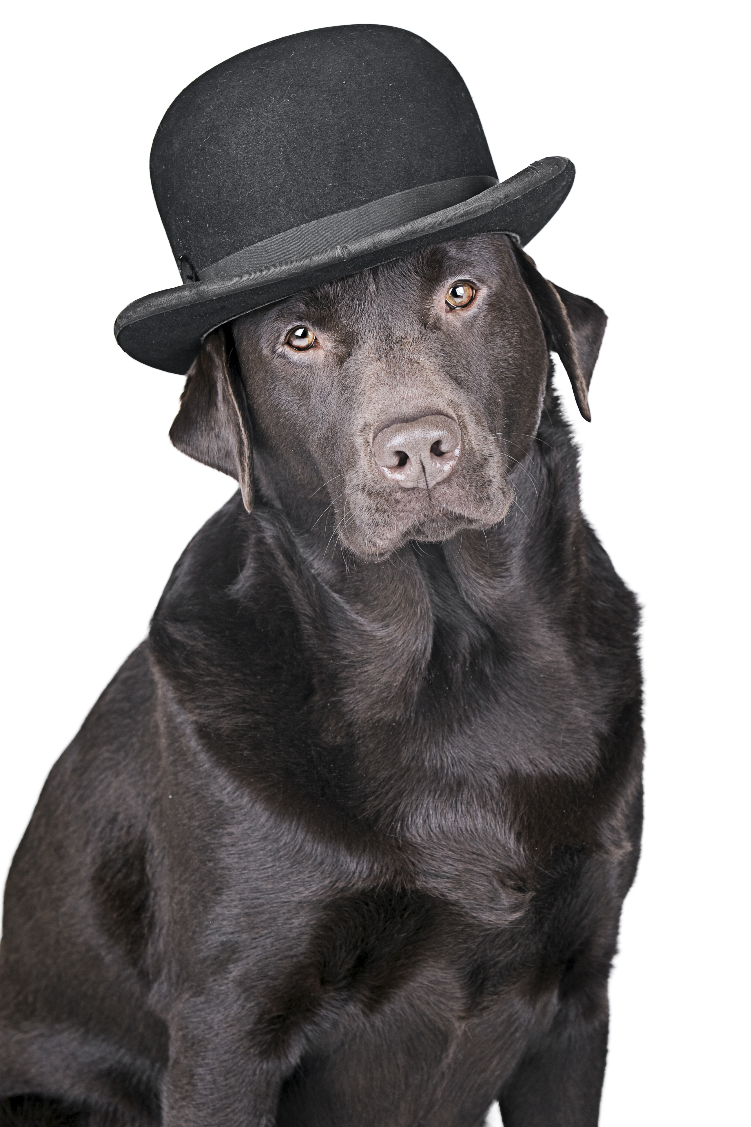 This labrador is wearing his "bezzie" hat. (Justin Paget / Getty Images)