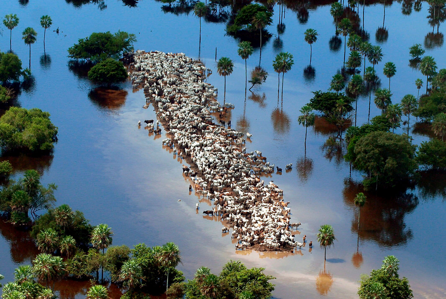 Cattle gather on a strip of dry land in low-lying areas of the Bolivian Amazon, after heavy rains from the El Nino weather phenomenon on Feb 22, 2007 in Beni, Bolivia. The rains affected 350,000 people, destroyed valuable agriculture and killed 23,000 cattle.
