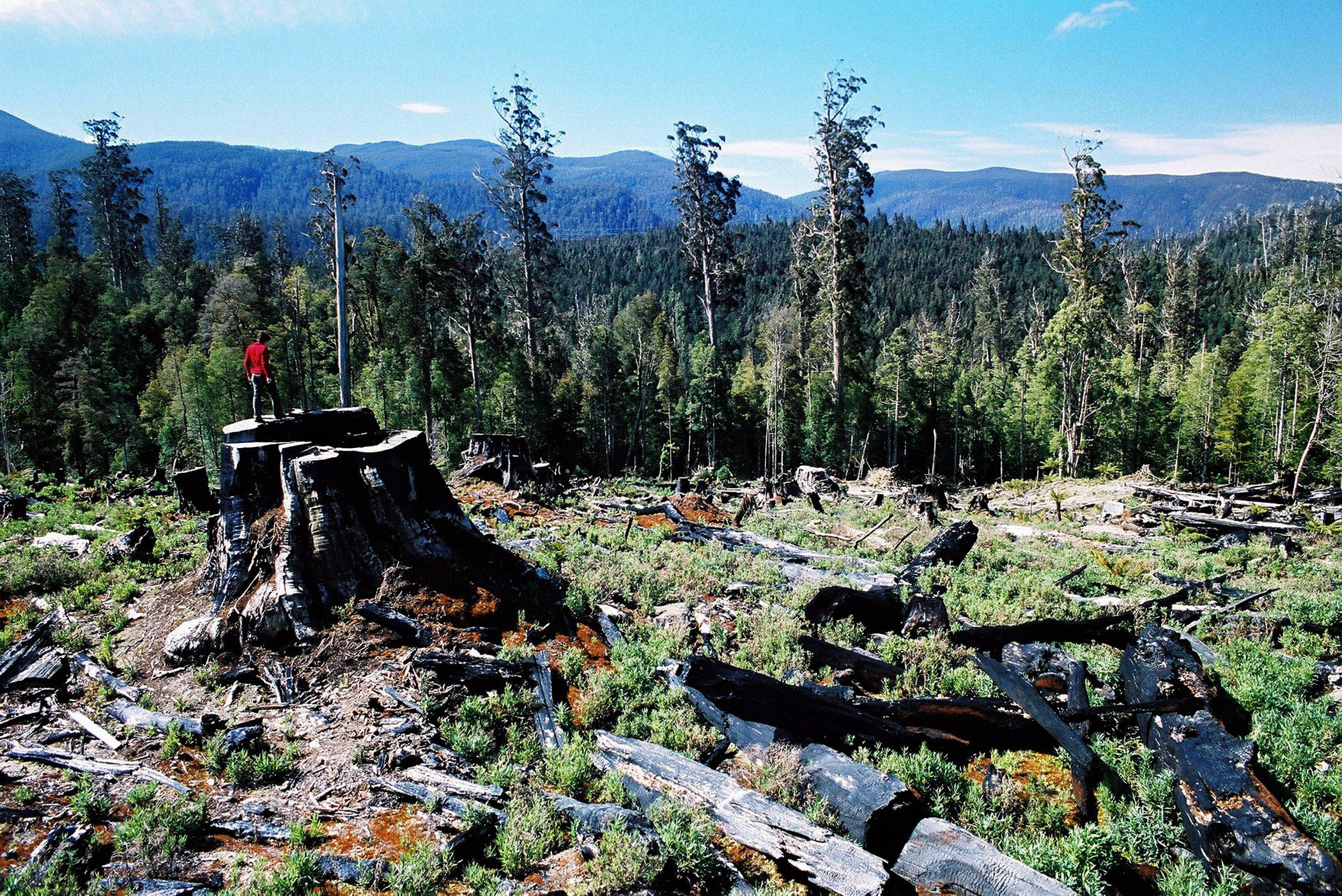 An area of Tasmania's Styx forest after logging has taken place on Nov. 12, 2003. (Hancock—EPA)