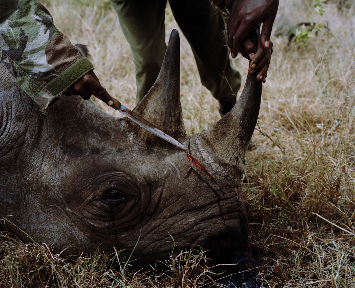 DC 4761.45 001 rhino # IV, killed by poachers, lewa conservancy,