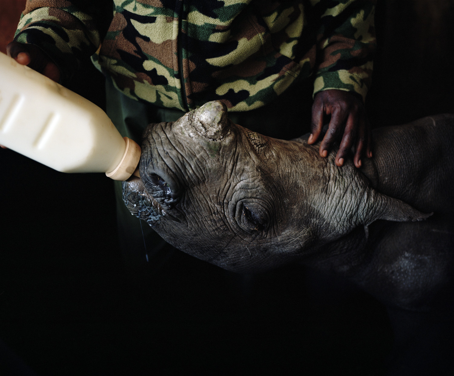DC 7509.45 001 orphan black rhino # II, lewa conservancy, kenya-