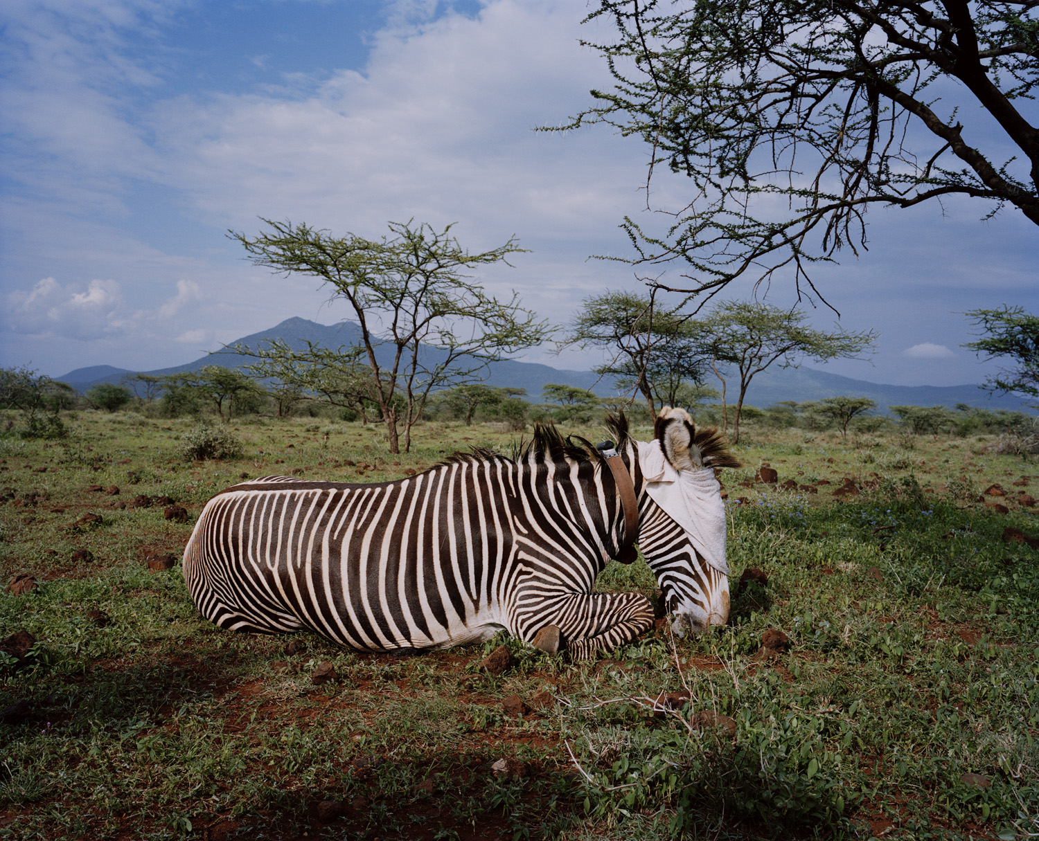 DC 158.48 001 grevy zebra, le parua conservancy, northern kenya-