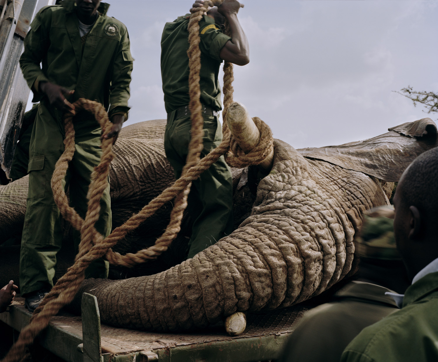 DC 263.41 001 elephant relocation # VI, ol pejeta conservancy, n