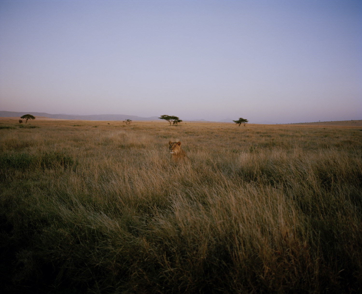 DC 4976.43 001 lioness, northern kenya-from the series 'with but