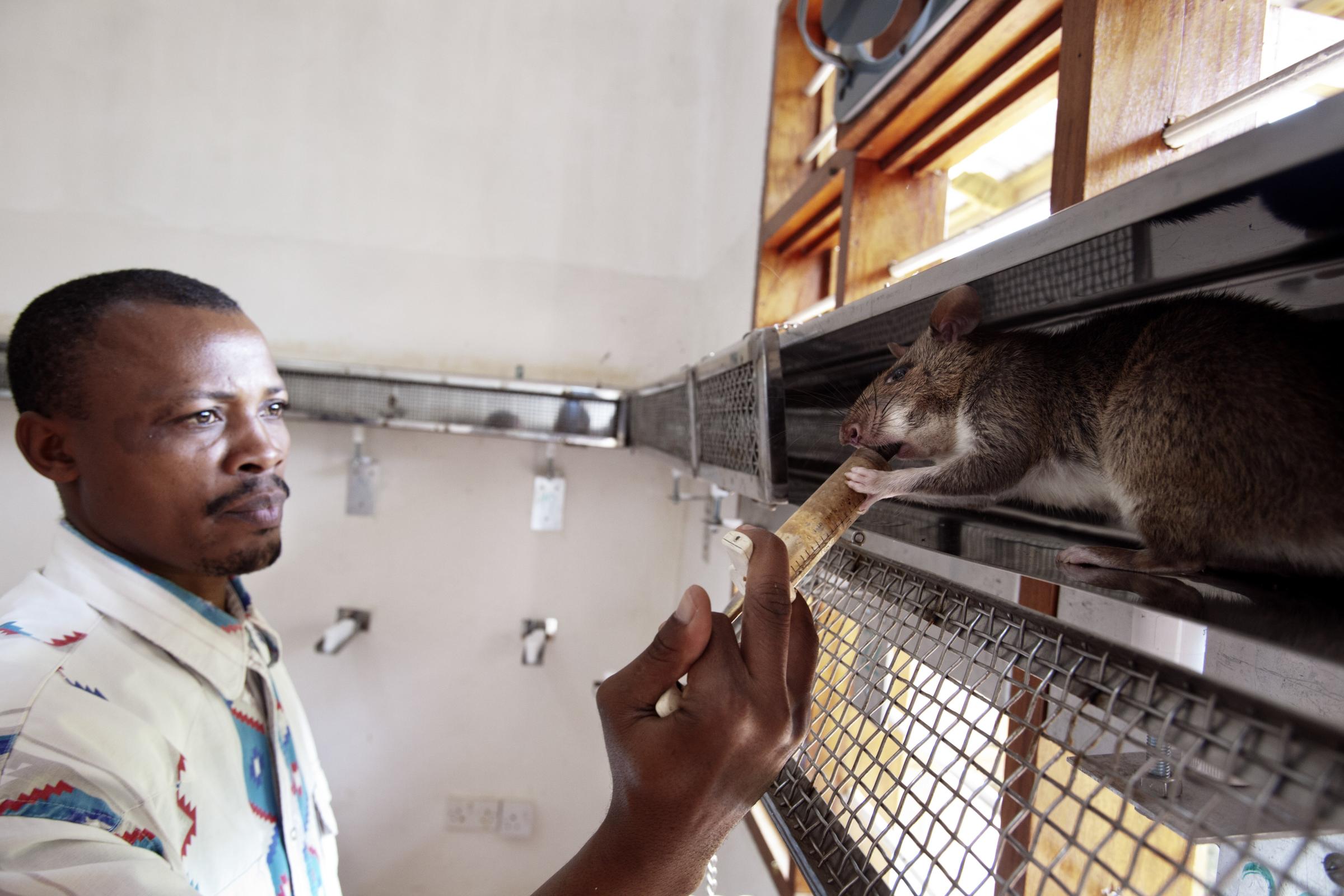 A coach gives pureed fruit to the rat in a corridor-shaped cage on June 20, 2014 in Morogoro, Tanzania. . The rat is being trained to detect TNT inside the cage. The rat stops walking when it has located the sample that contains TNT and is rewarded with the fruit.