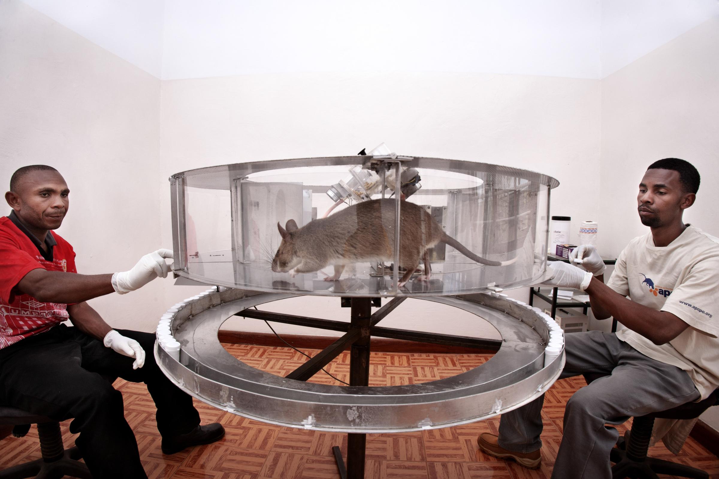 Inside a rotating glass container, the rats are exposed to several scented samples to get them used to the smell of TNT on June 20, 2014 in Morogoro, Tanzania. . These exercises are a part of 'operational conditioning.'
