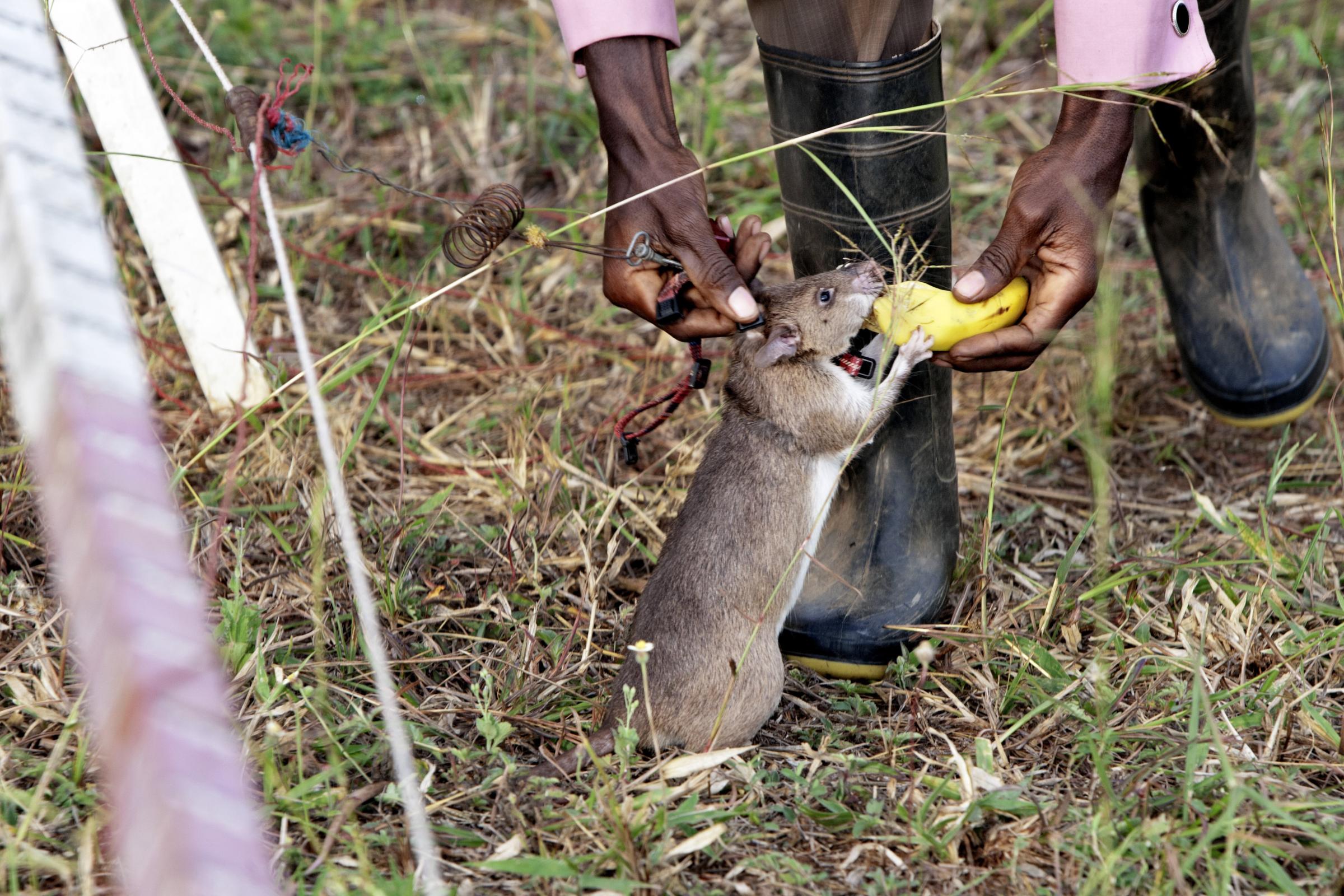 Local trainer Peter Mushi gives one of the rats a piece of banana as a reward A HeroRAT sniffs out a mine on June 20, 2014 in Morogoro, Tanzania. The rats are rewarded with a sweet or fruit when a mine or explosive device is found.
