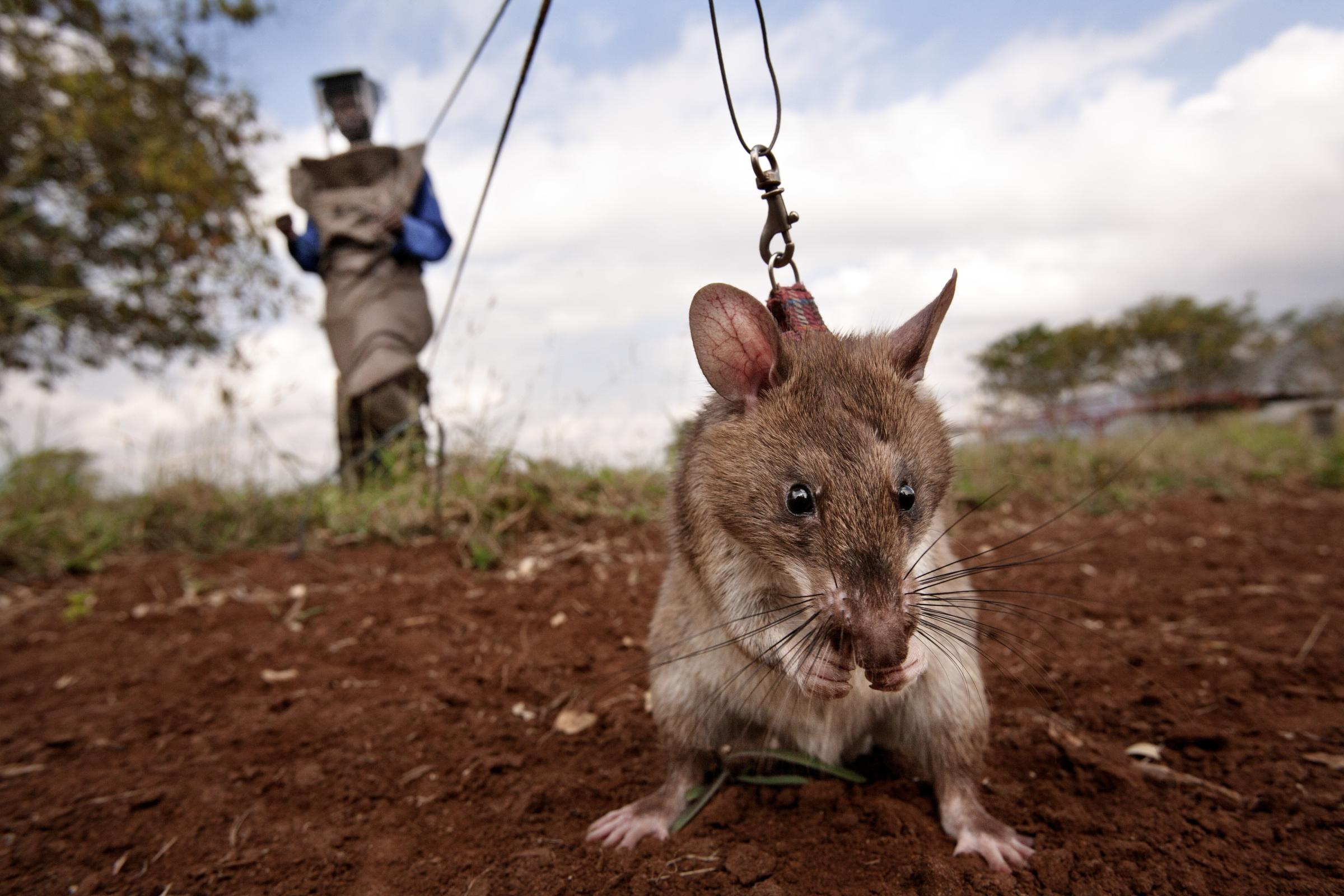 A trainer in a protective suit holds a HeroRAT on a leash as it searches for mines on June 20, 2014 in Morogoro, Tanzania. . The distance created between the trainer and the rat saves human lives and significantly curtails the risks to the human mine clearers.