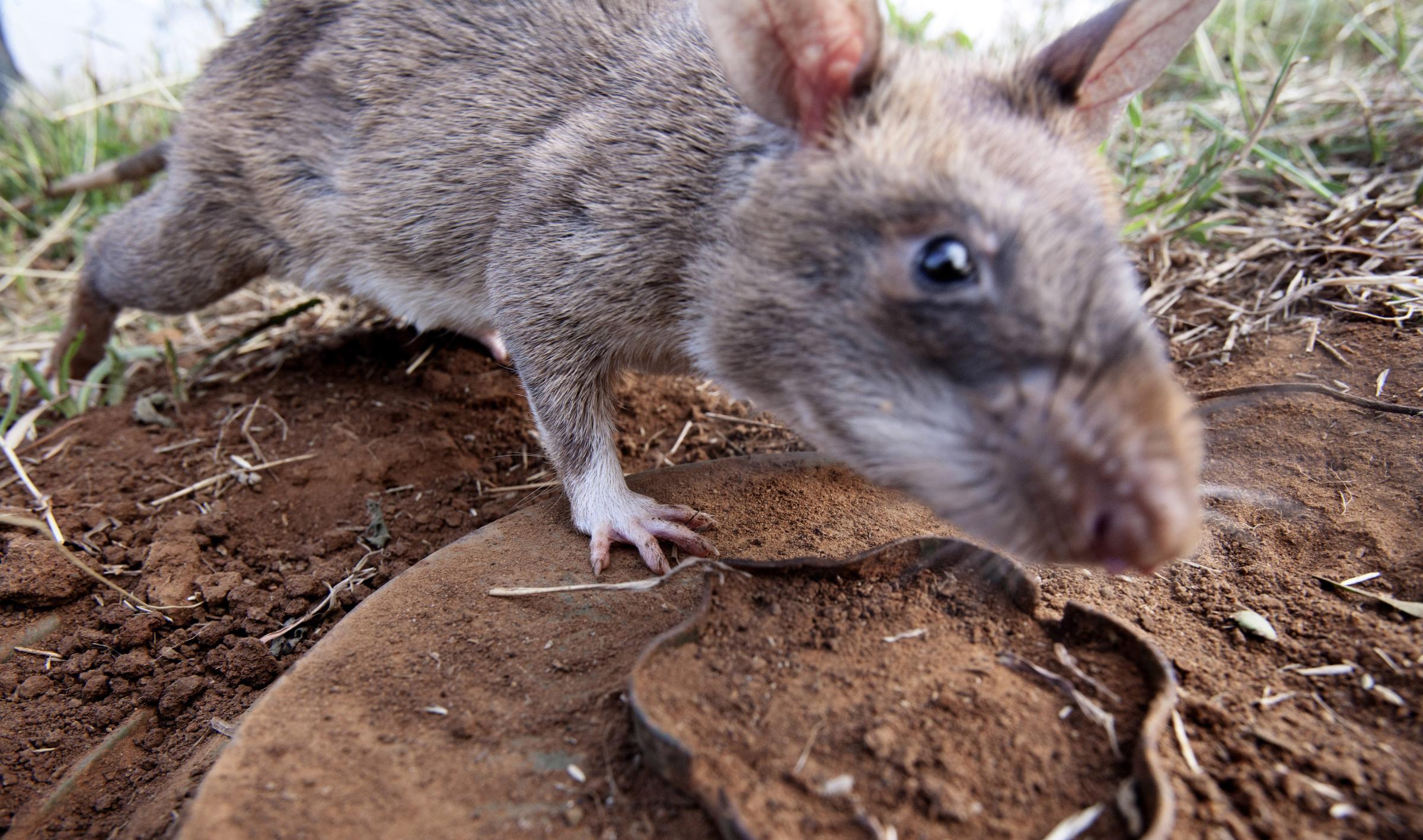 A HeroRAT sniffs out a mine on June 20, 2014 in Morogoro, Tanzania.