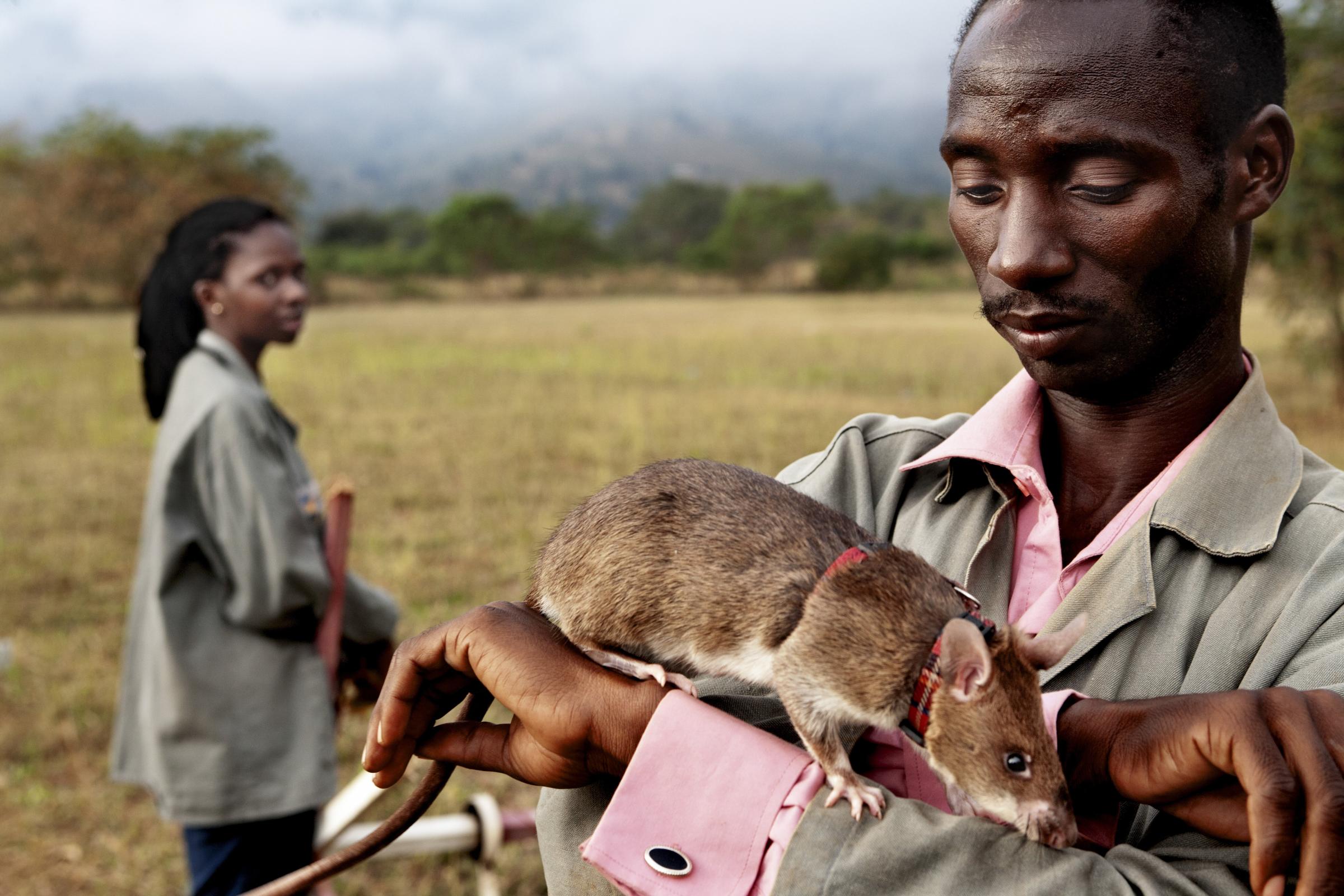 Local trainer Peter Mushi prepares a rat for its daily lesson on June 20, 2014 in Morogoro, Tanzania. Rats make perfect candidates for mine clearing because their sense of smell is excellent, they are natives of Africa and thus immune to many tropical diseases, and, most importantly, their weight is perfect as they weigh less than the 10kg required to detonate a mine.