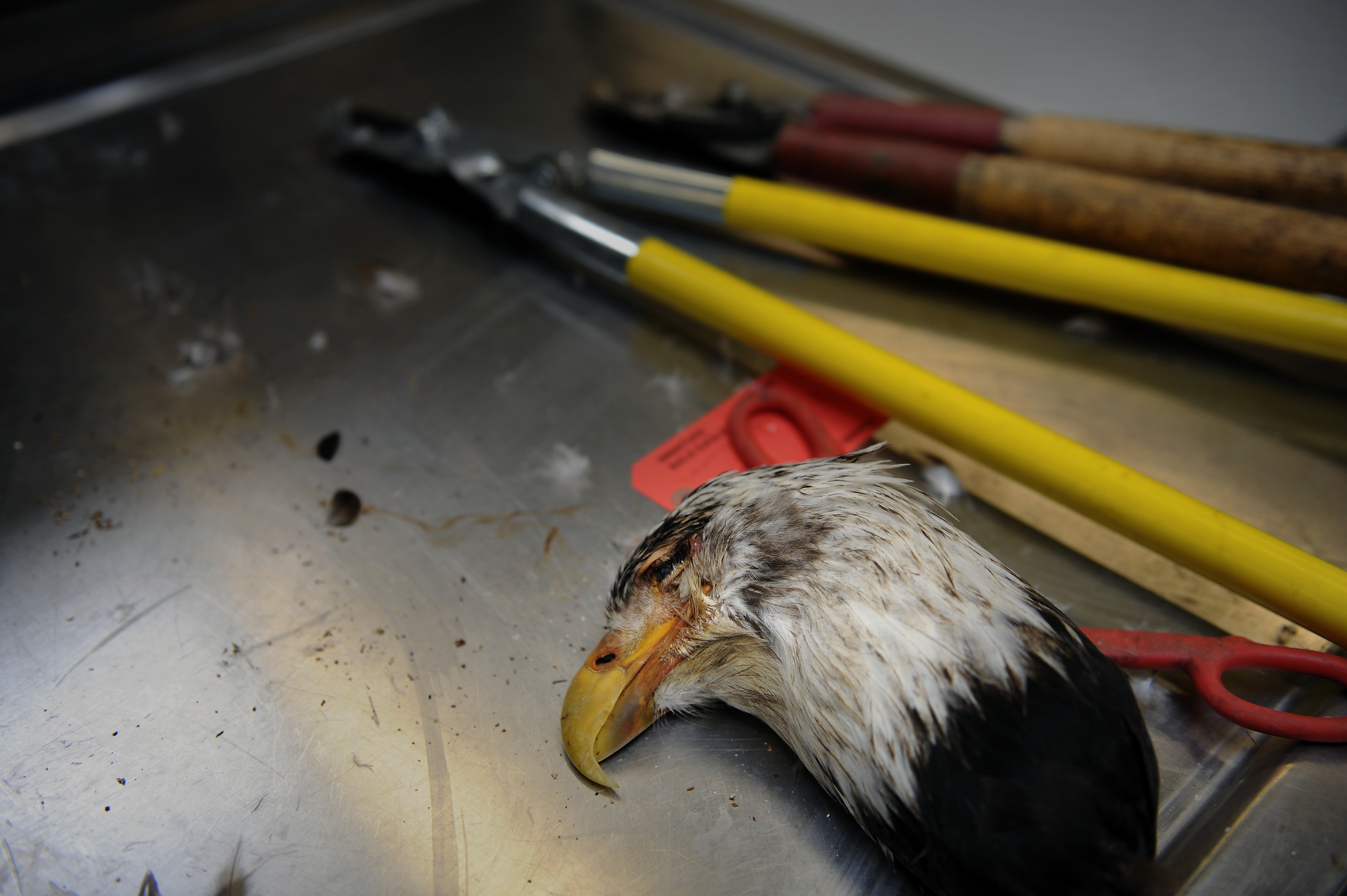 This eagle had been euthanized and the body will not be sent out with an order. All useable parts of the eagle bodies from wherever they fall are kept so Native American religious practitioners have the requisite eagle feathers, talons, etc. for their ceremonies in Colo., Aug. 21, 2009.
