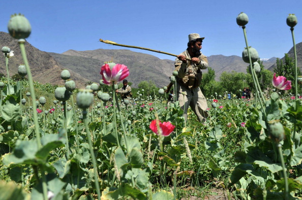 An Afghan security force member destroys an illegal poppy crop in the eastern Kunar province in April 2014. (Noorullah Shirzada—AFP/Getty Images)