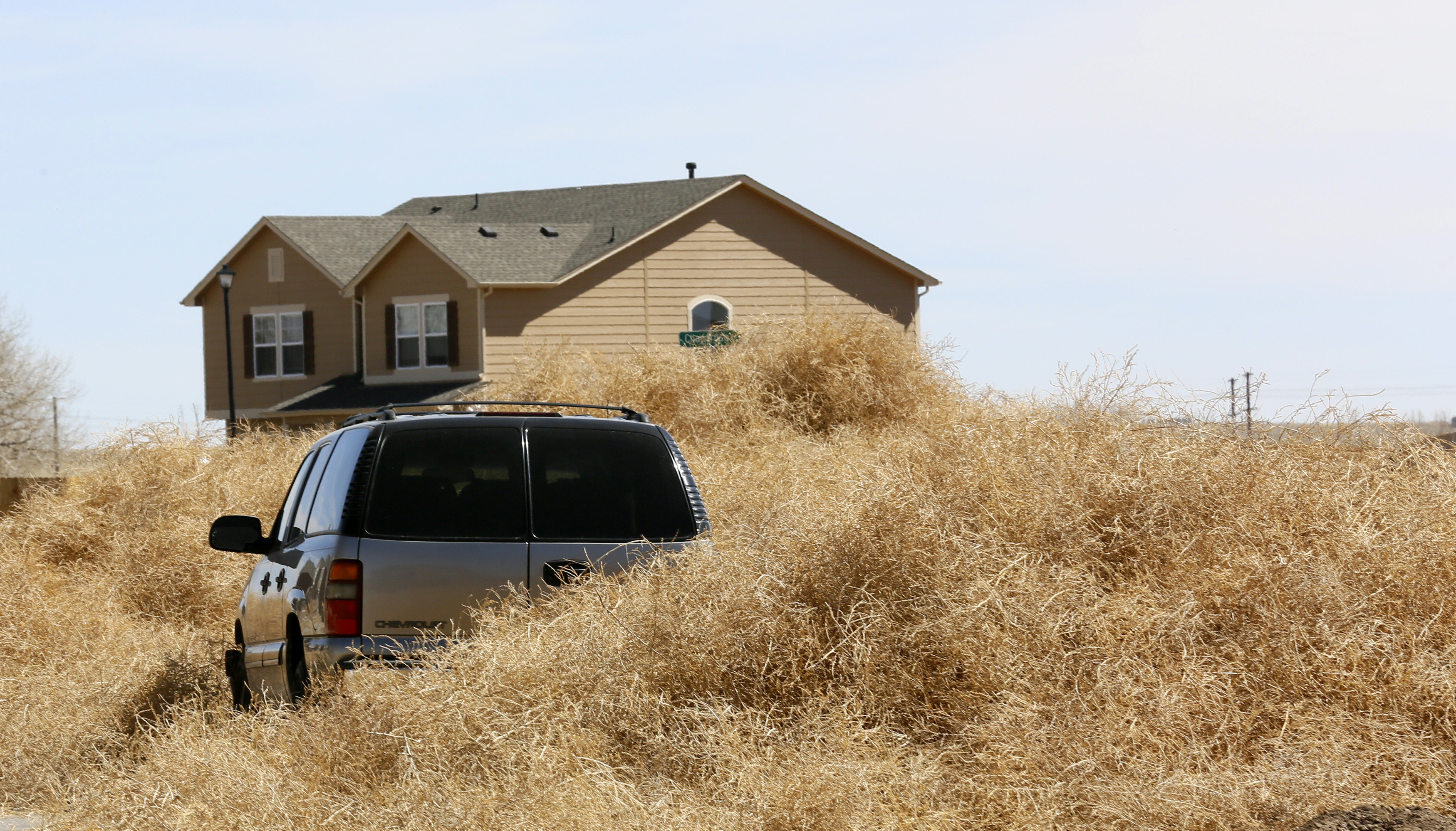 Tumbleweed surrounds a car in Fountain