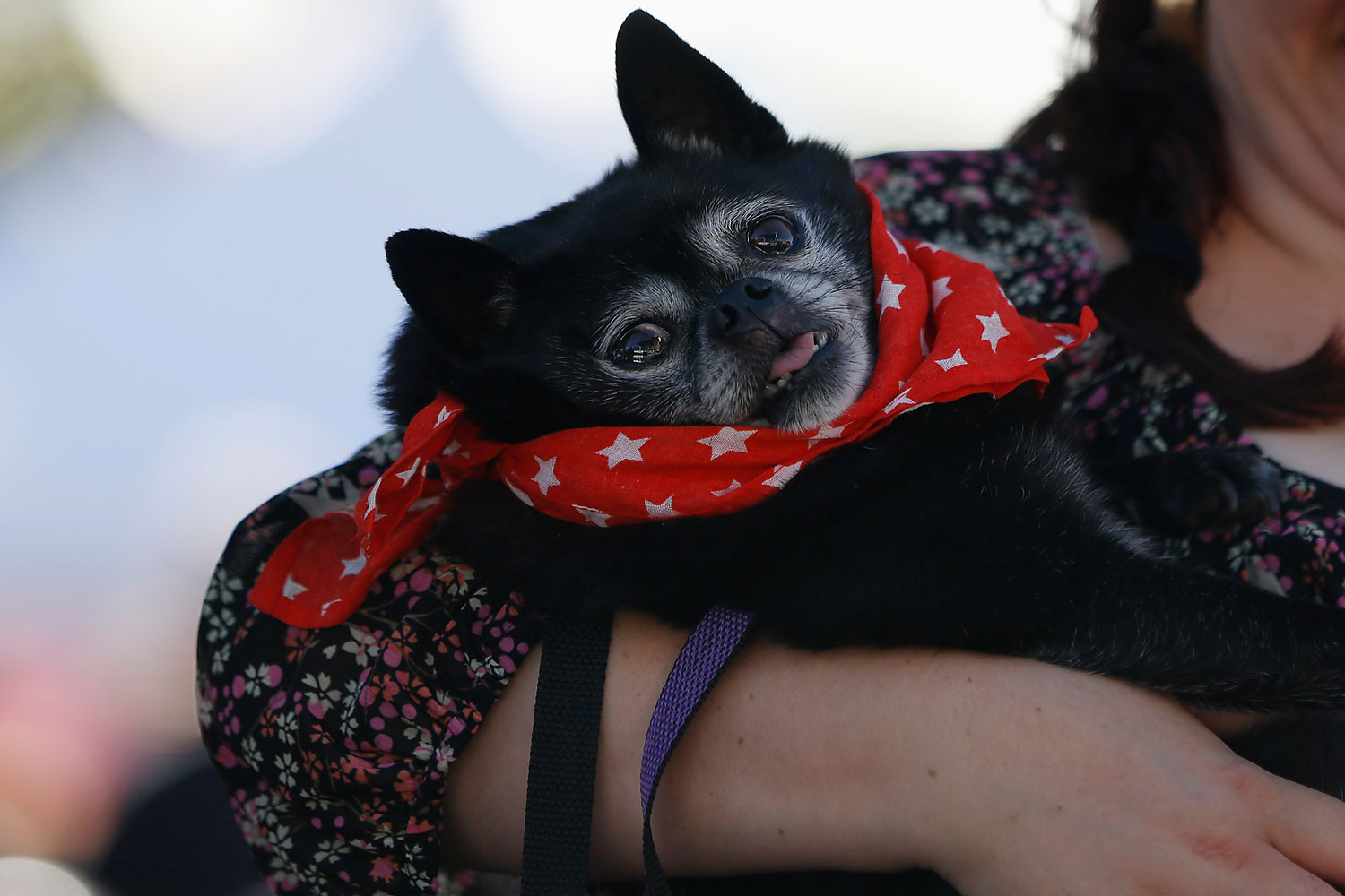 Prince Austin, a Pug Pomeranian mix, is presented during the competition.
